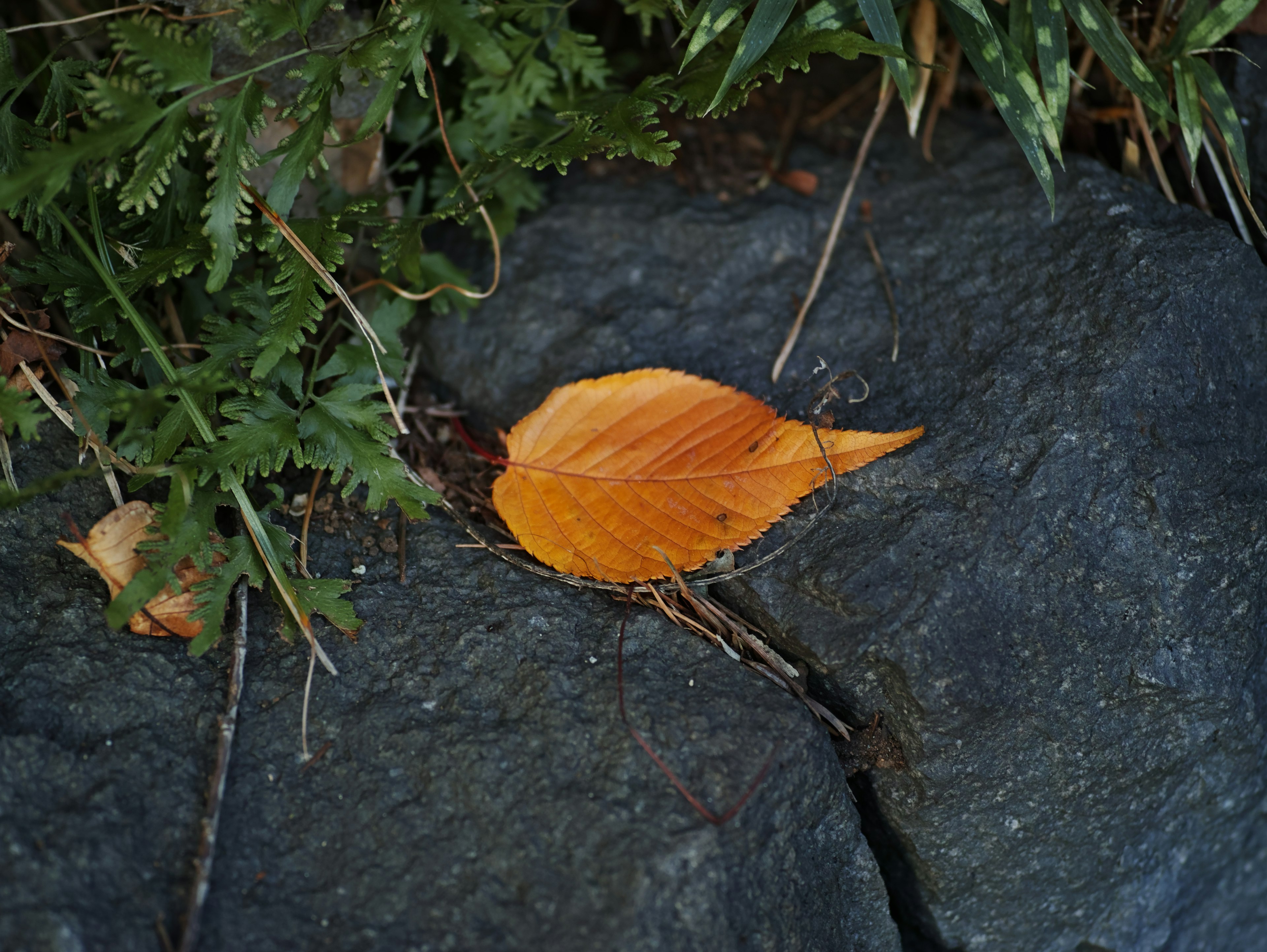 An orange leaf resting on a rock with green plants in the background