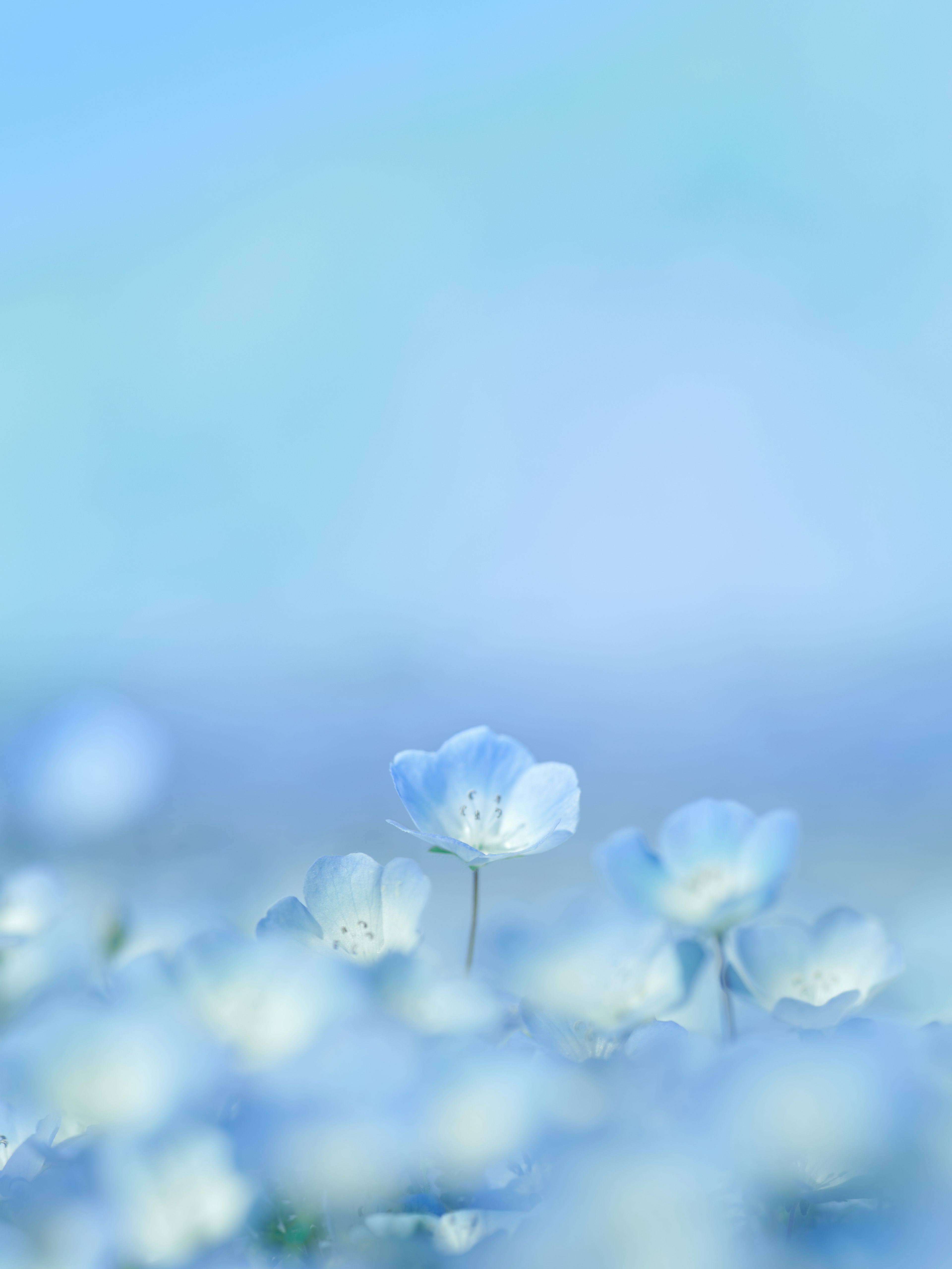 Paysage doux avec des fleurs blanches fleurissant sur un fond bleu