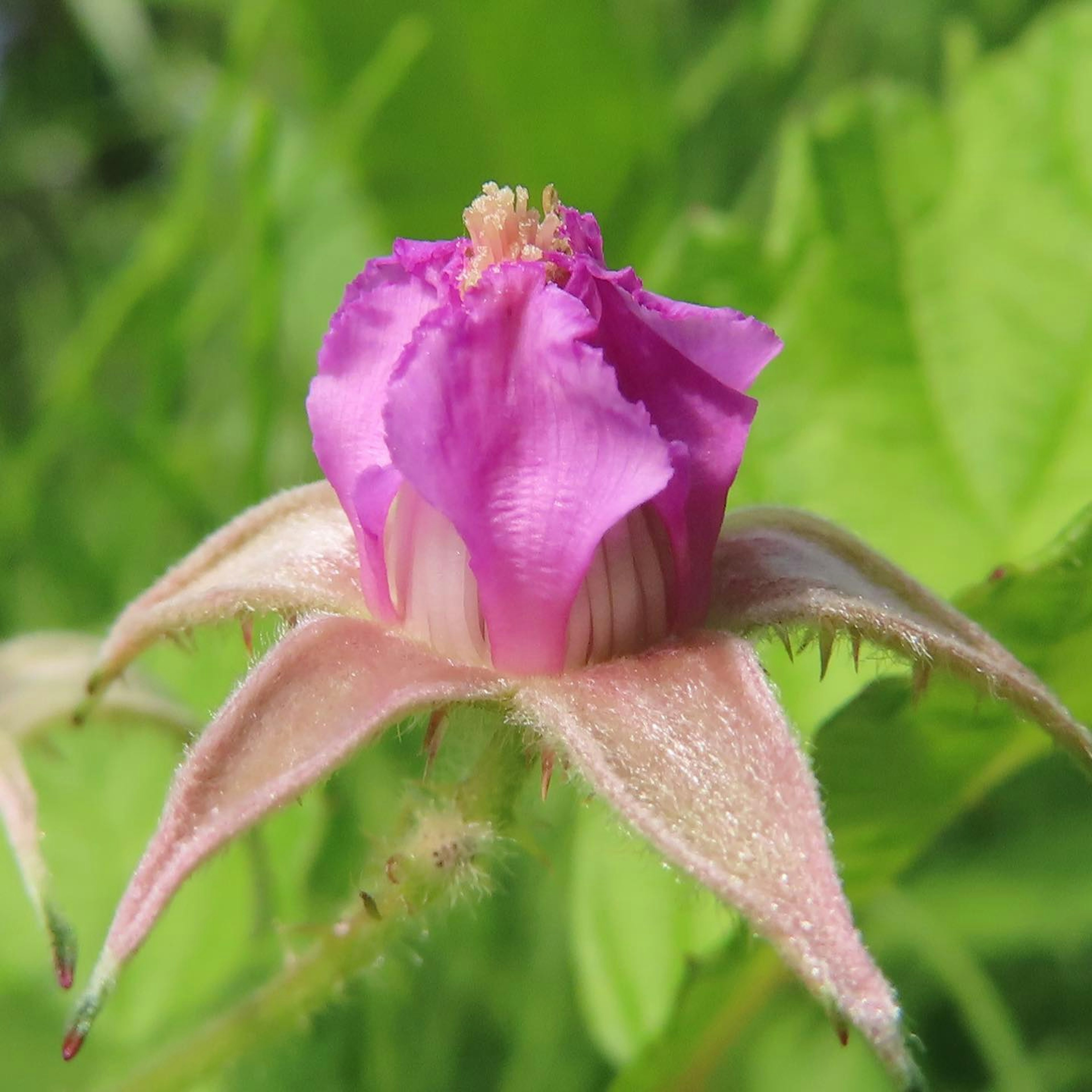 Close-up of a vibrant pink flower blooming with green leaves in the background