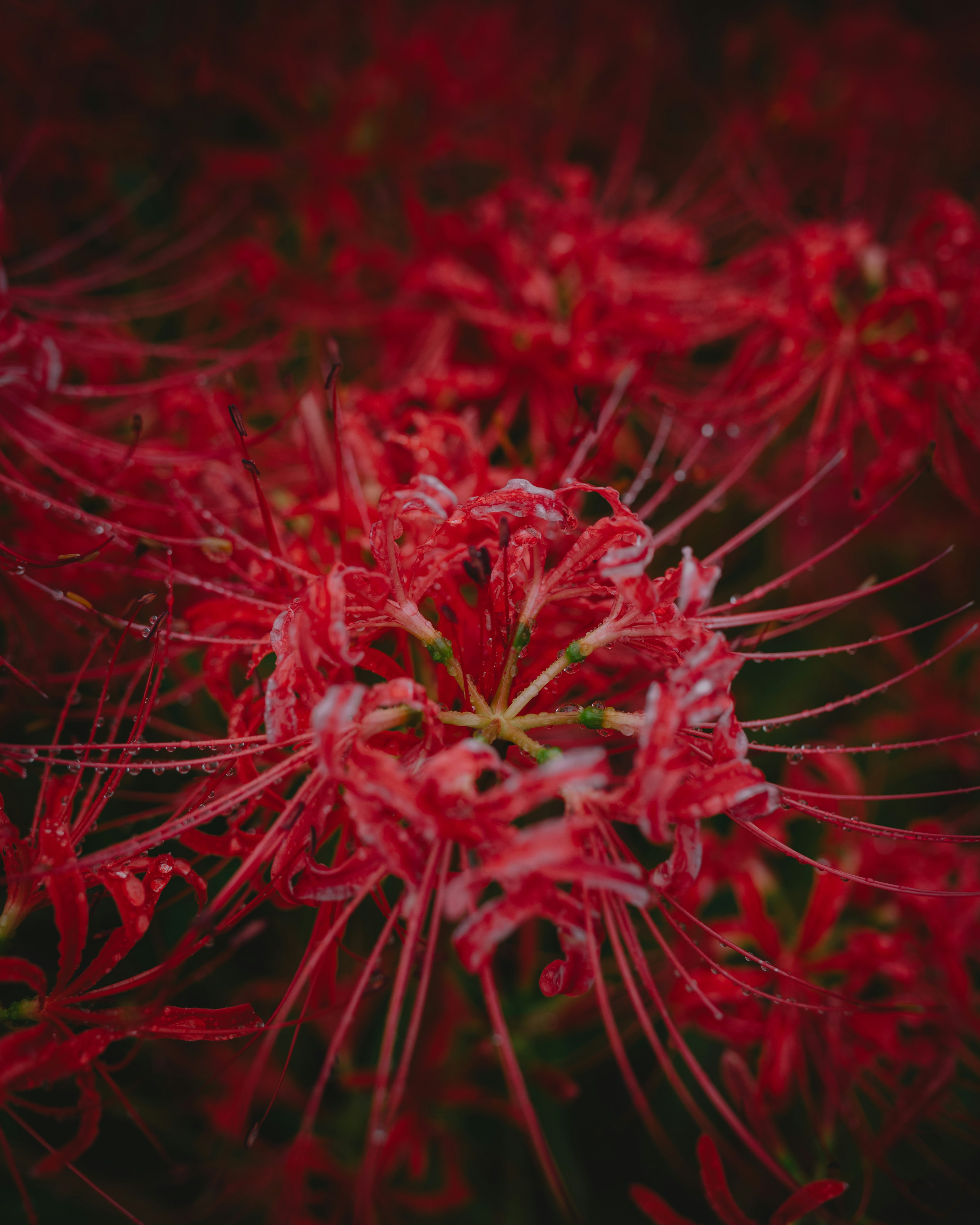 Close-up of vivid red spider lilies showcasing long petals