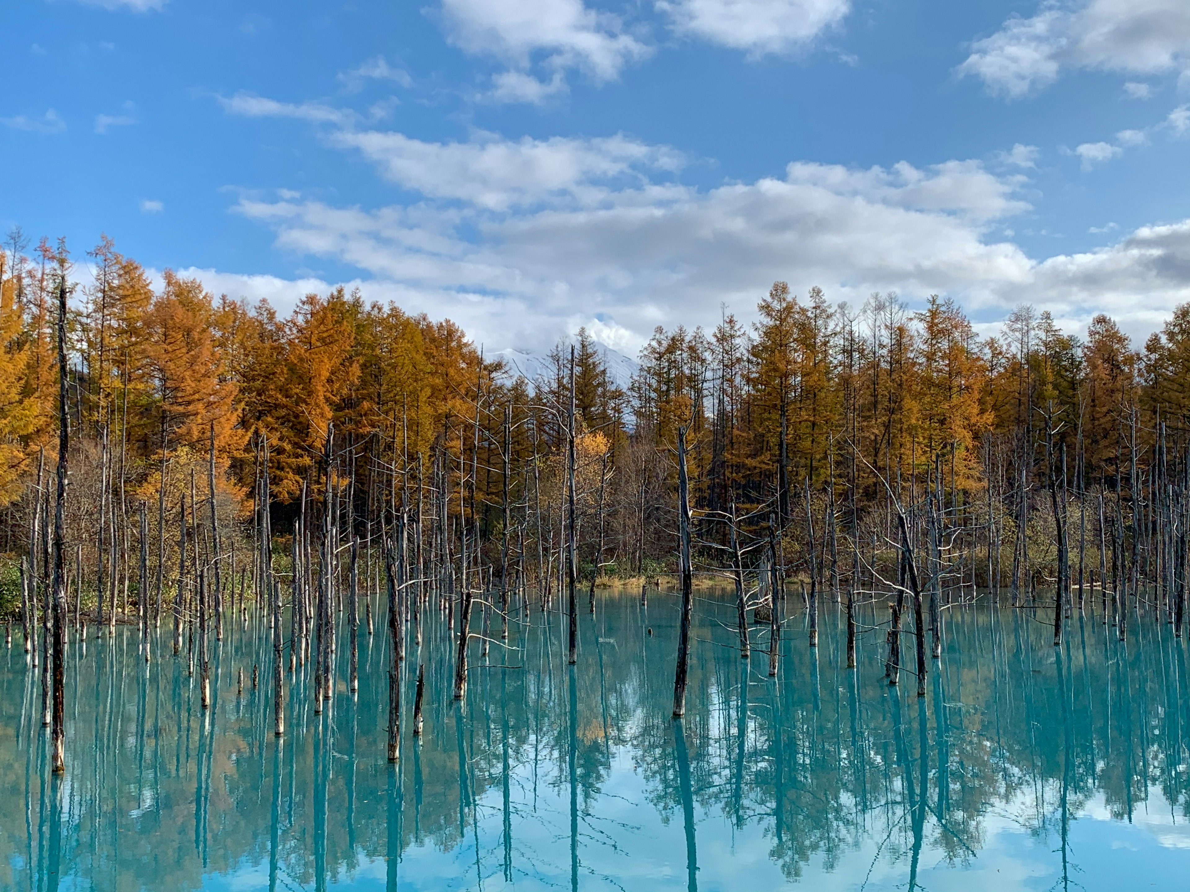 Pohon mati yang tercermin di air turquoise dengan dedaunan musim gugur