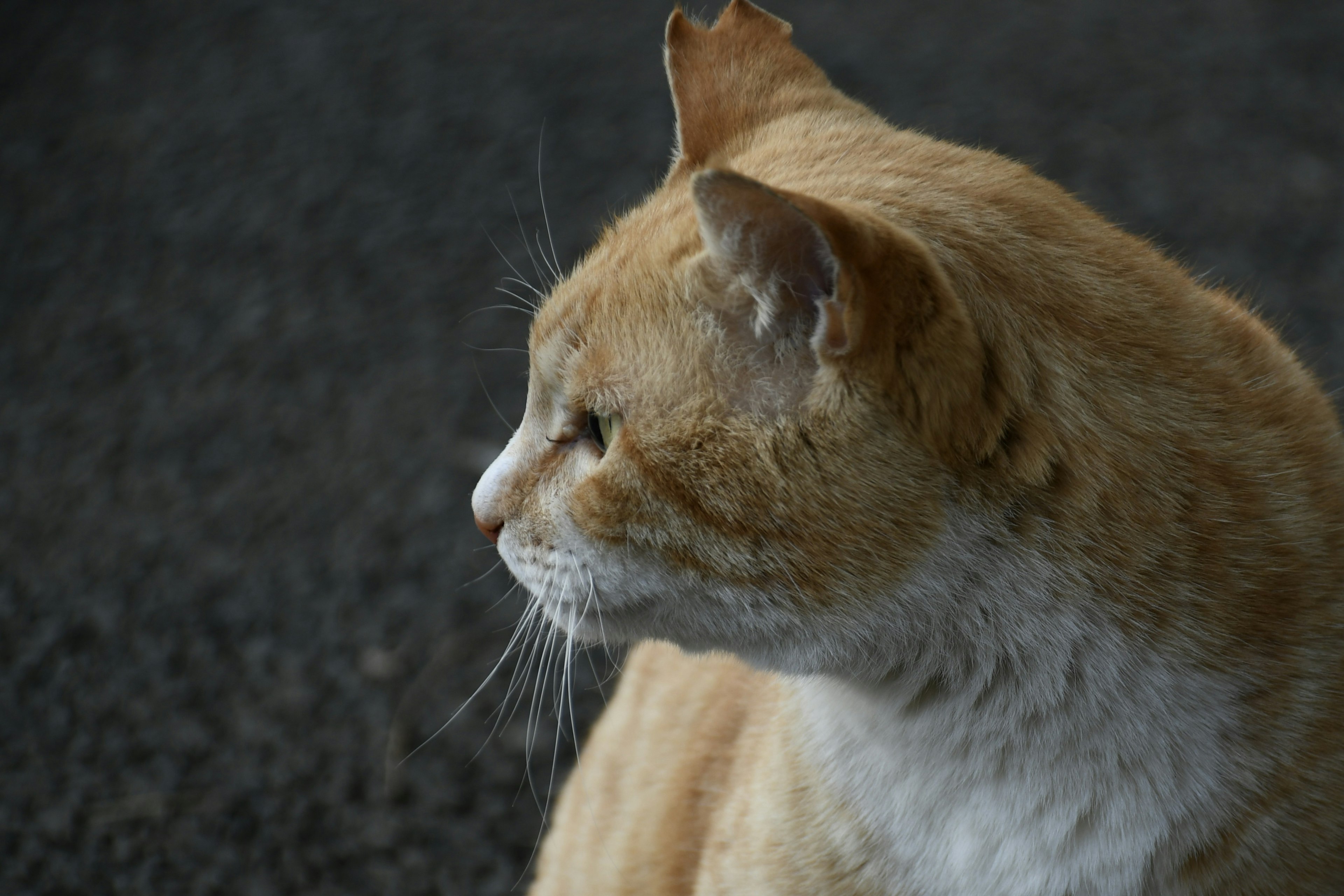 Kucing oranye dan putih melihat ke samping