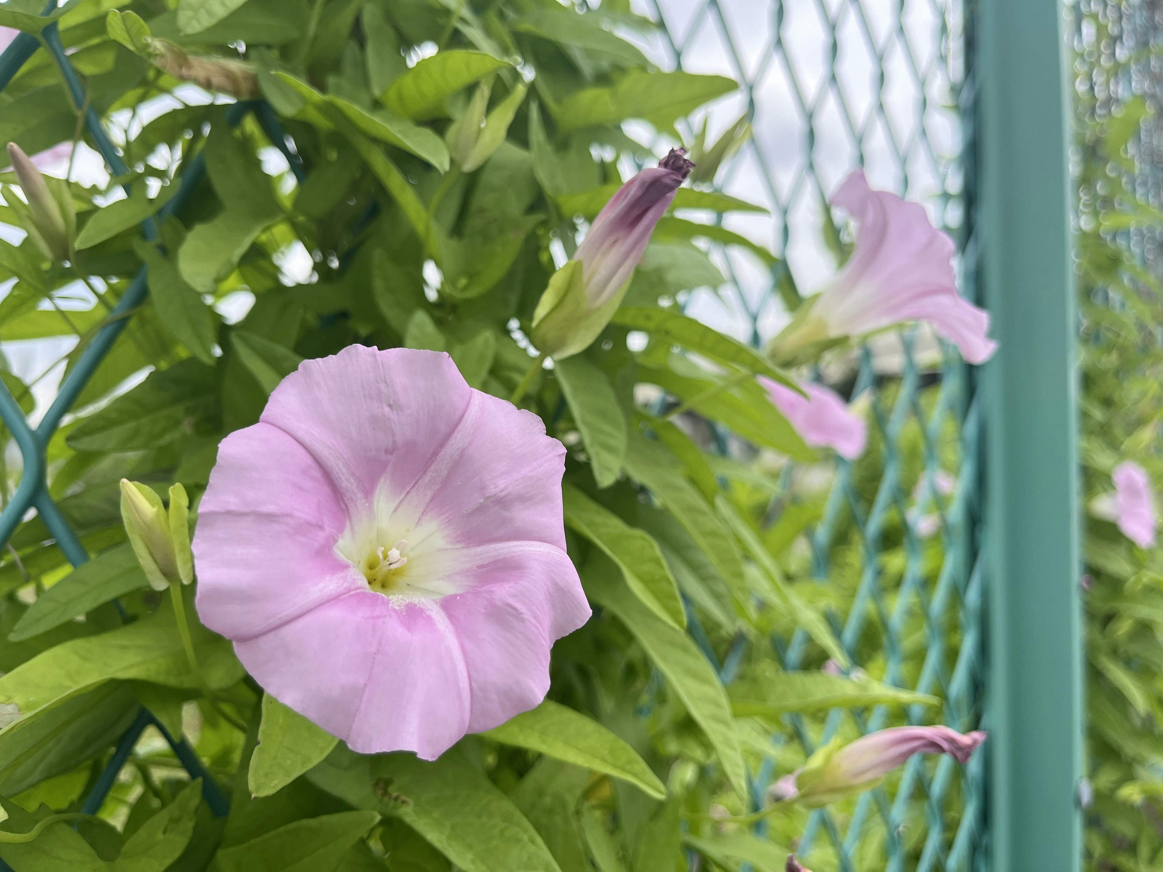 Schöne Pflanze mit rosa Blumen und grünen Blättern, die sich verflechten