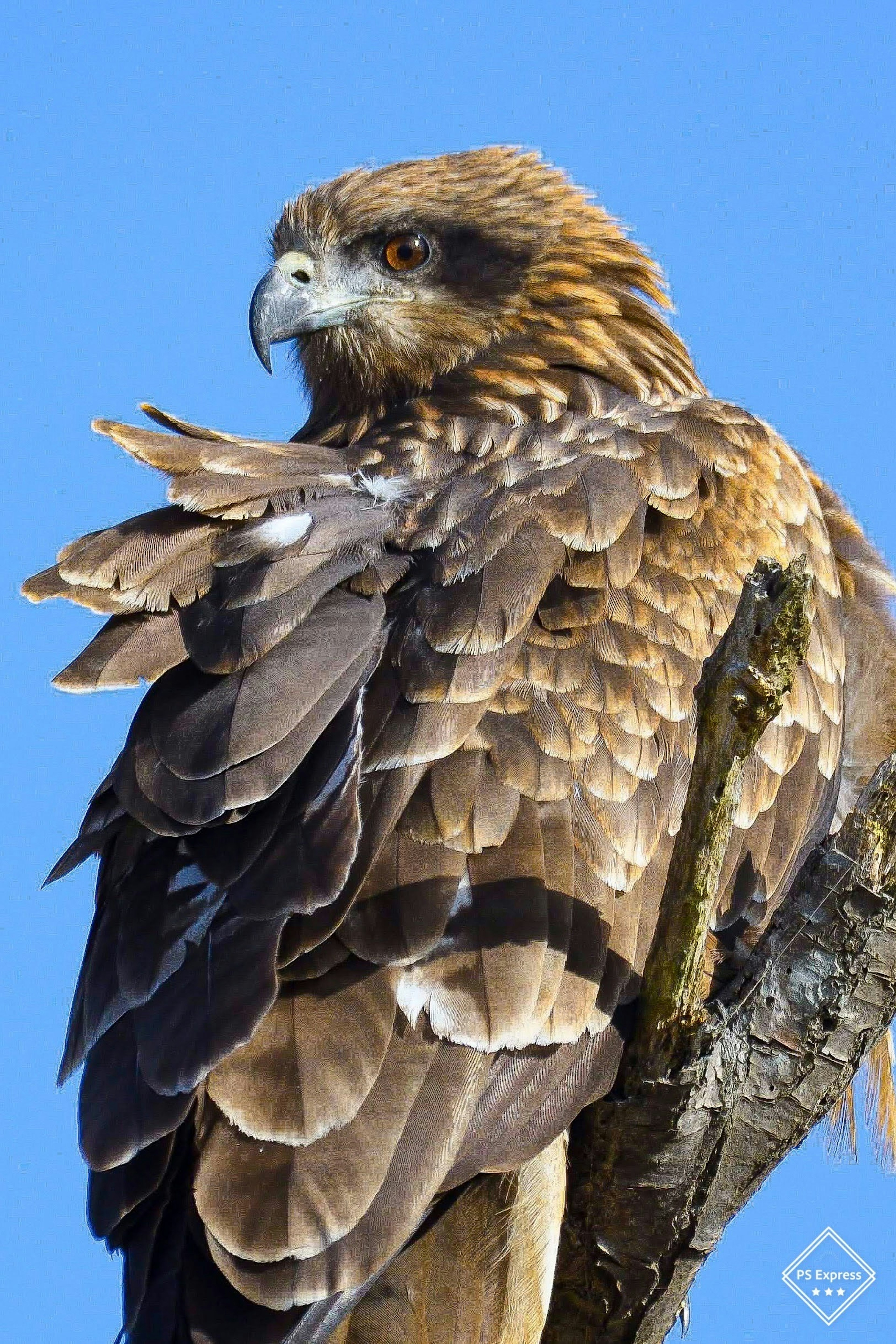 Un faucon aux plumes brunes perché sur une branche d'arbre