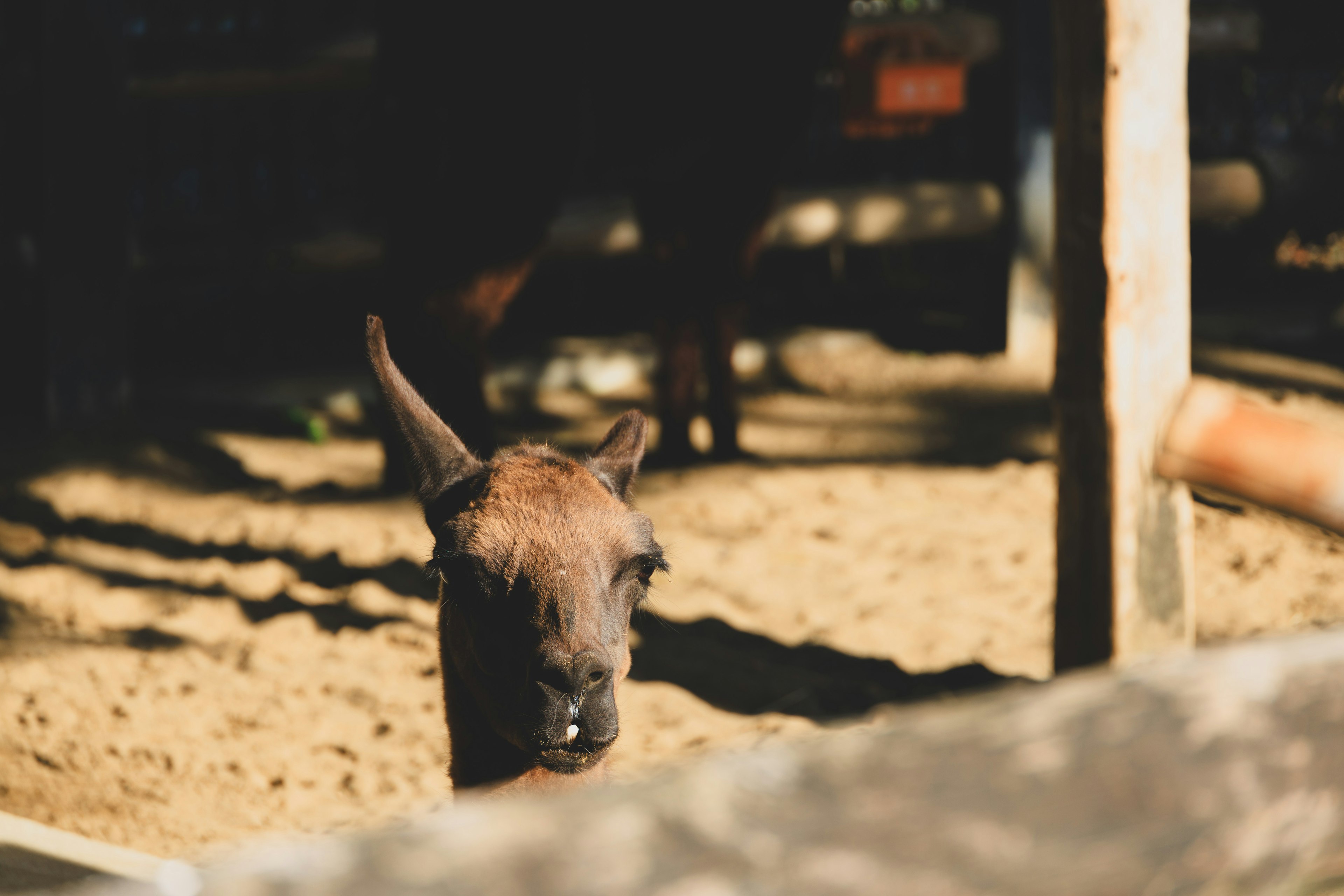 Primo piano del volto di una mucca in un ambiente di stalla ombreggiato