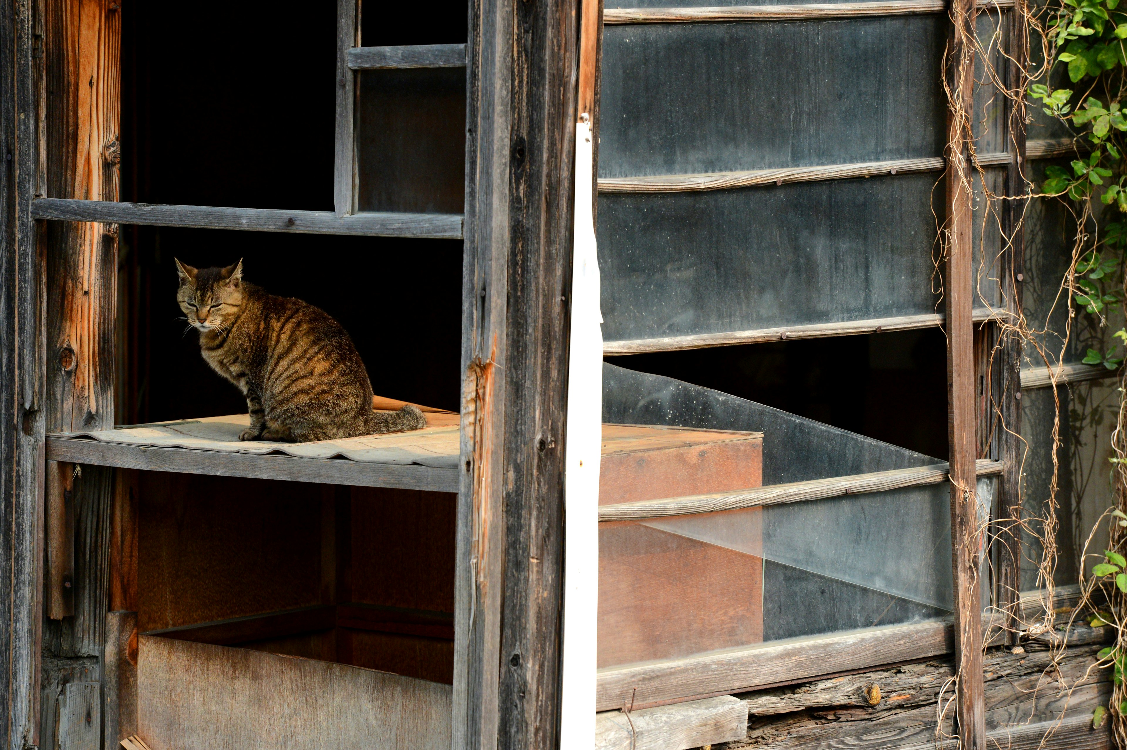 Brown cat sitting by the window of an old building