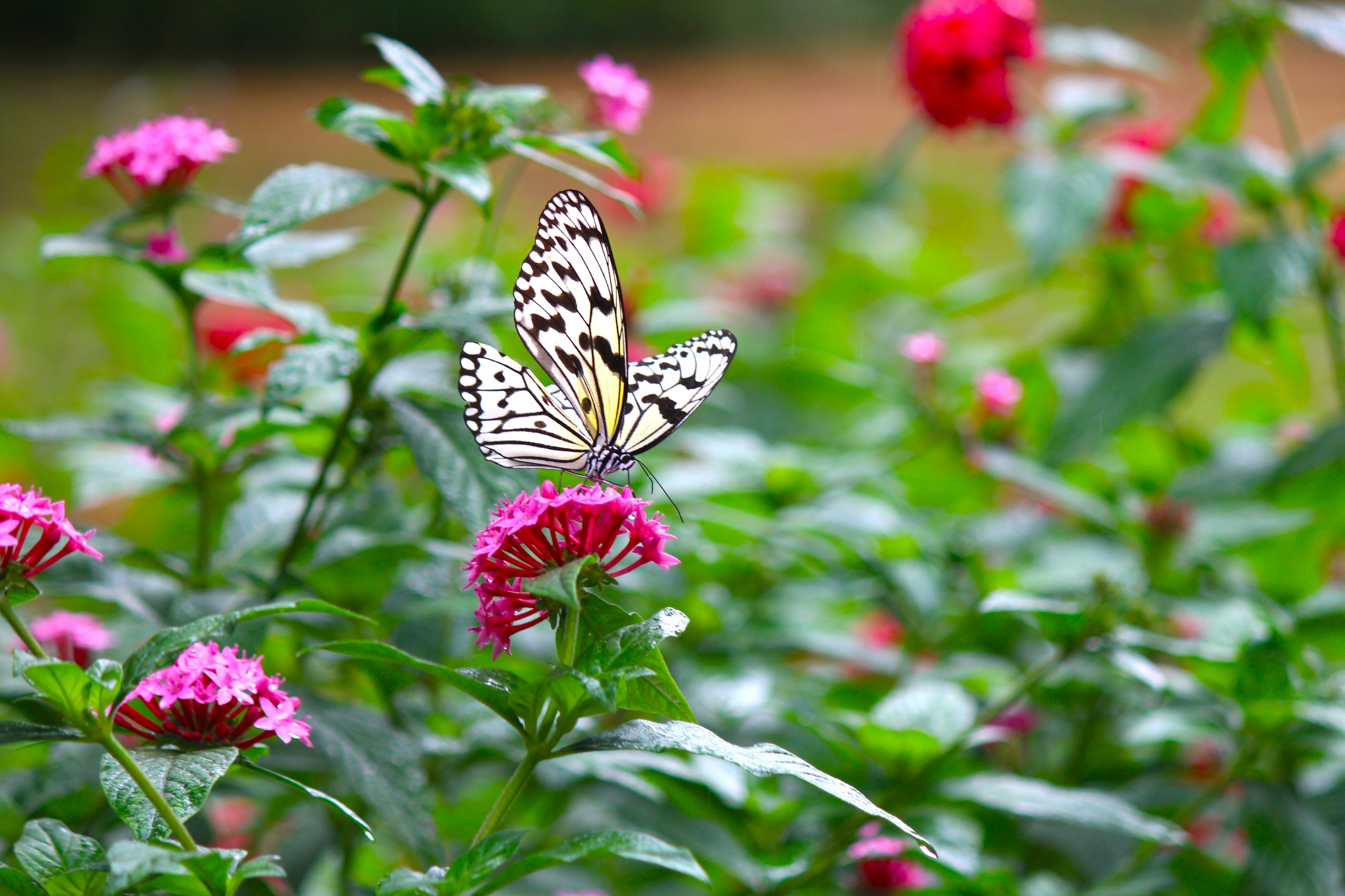 A black and white butterfly perched on pink flowers in a vibrant garden