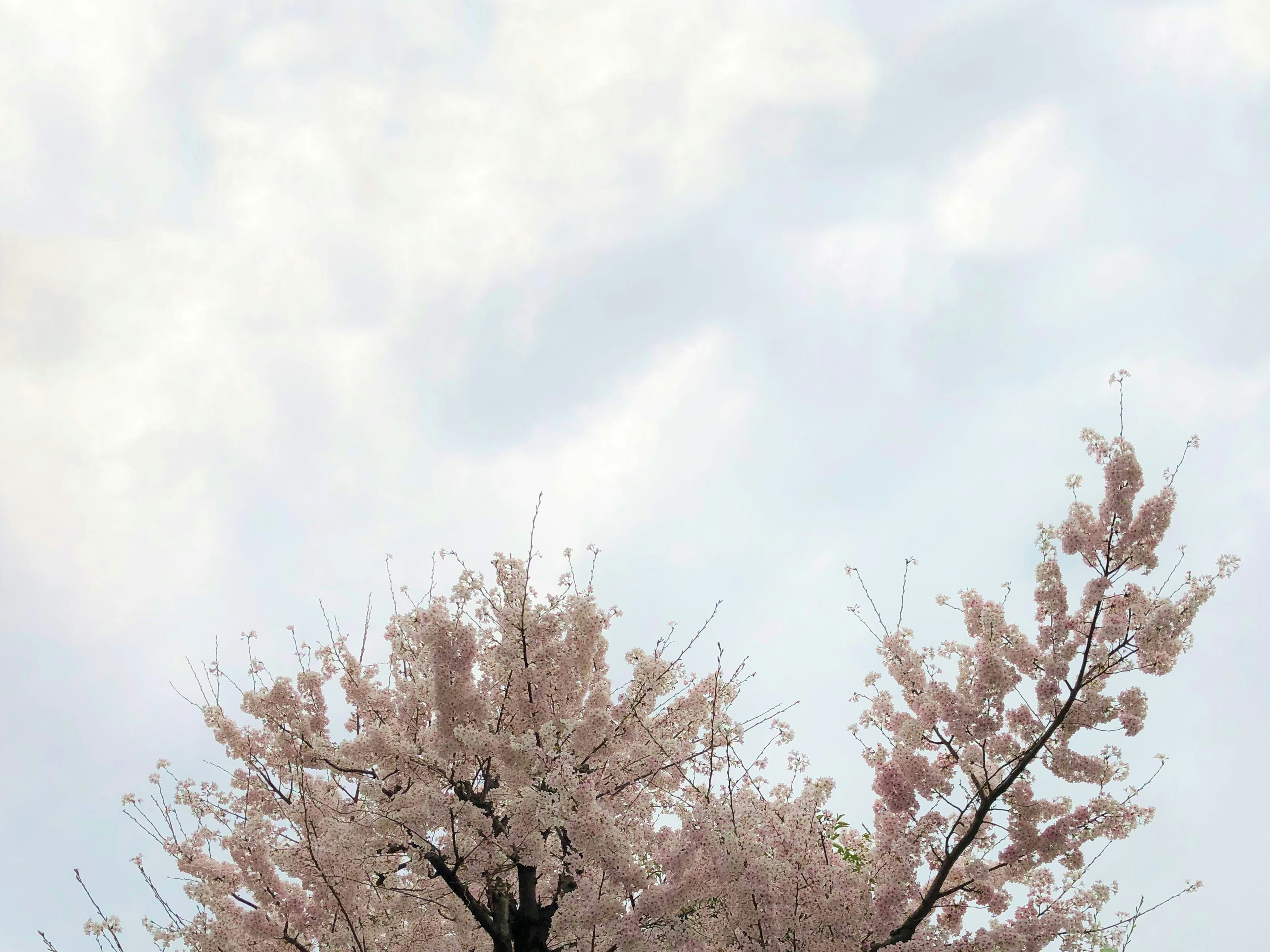 Obere Teil eines Kirschbaum mit rosa Blüten vor einem blauen Himmel