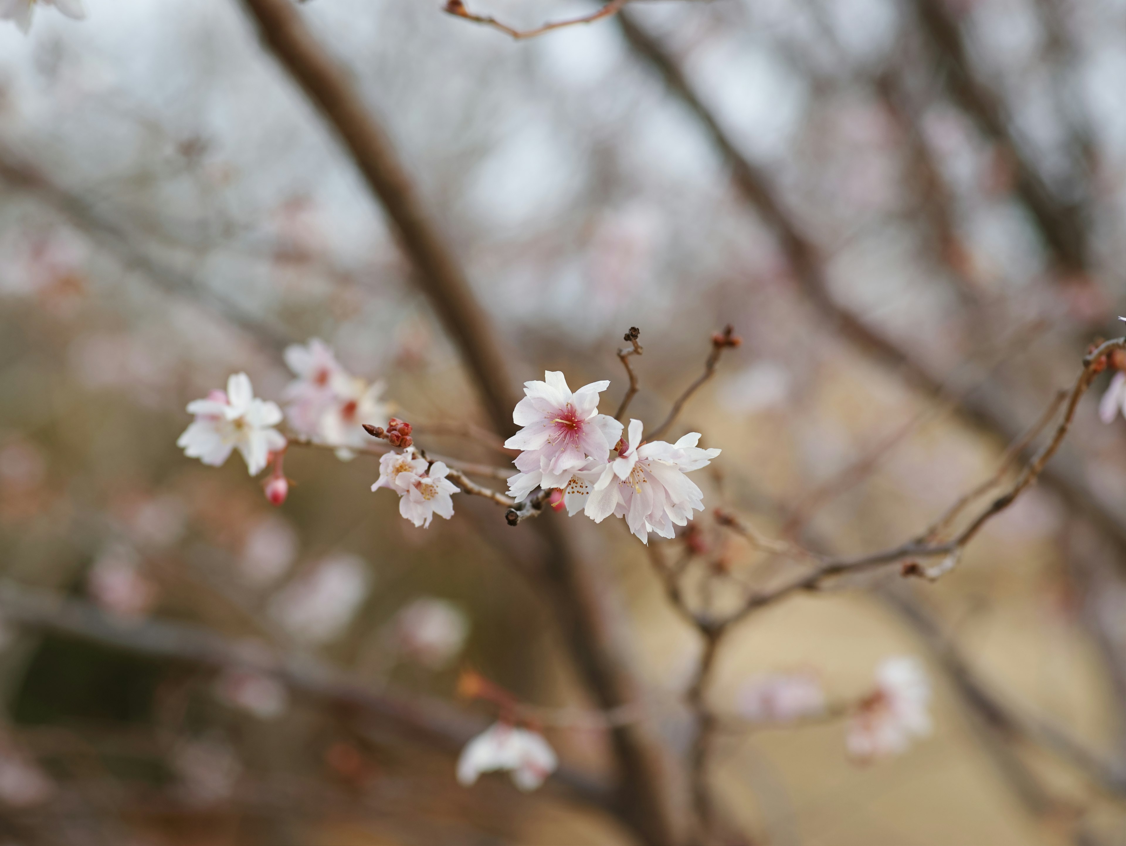 桜の花が咲いている枝のクローズアップ