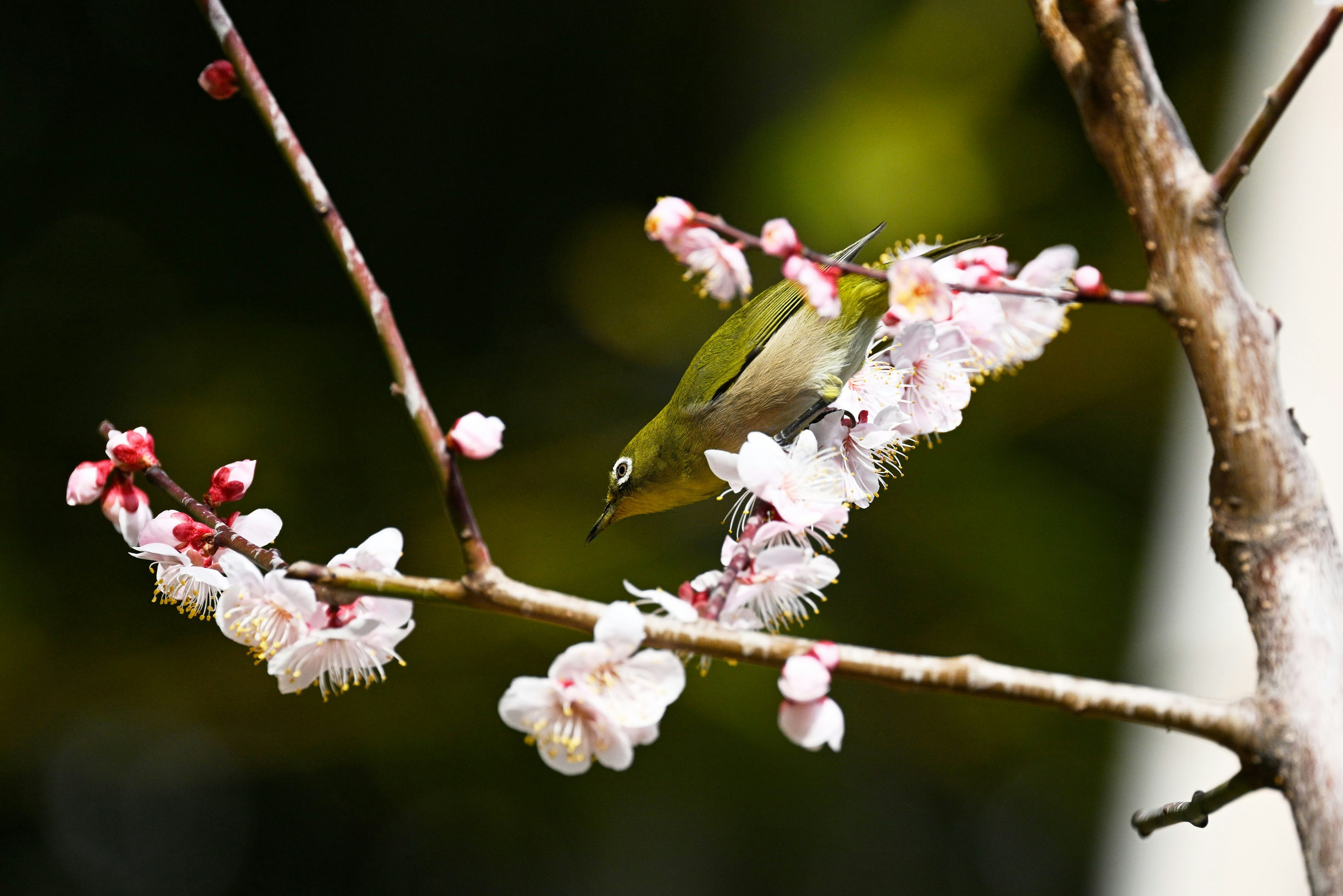 Un oiseau vert perché sur des branches de cerisier en fleurs