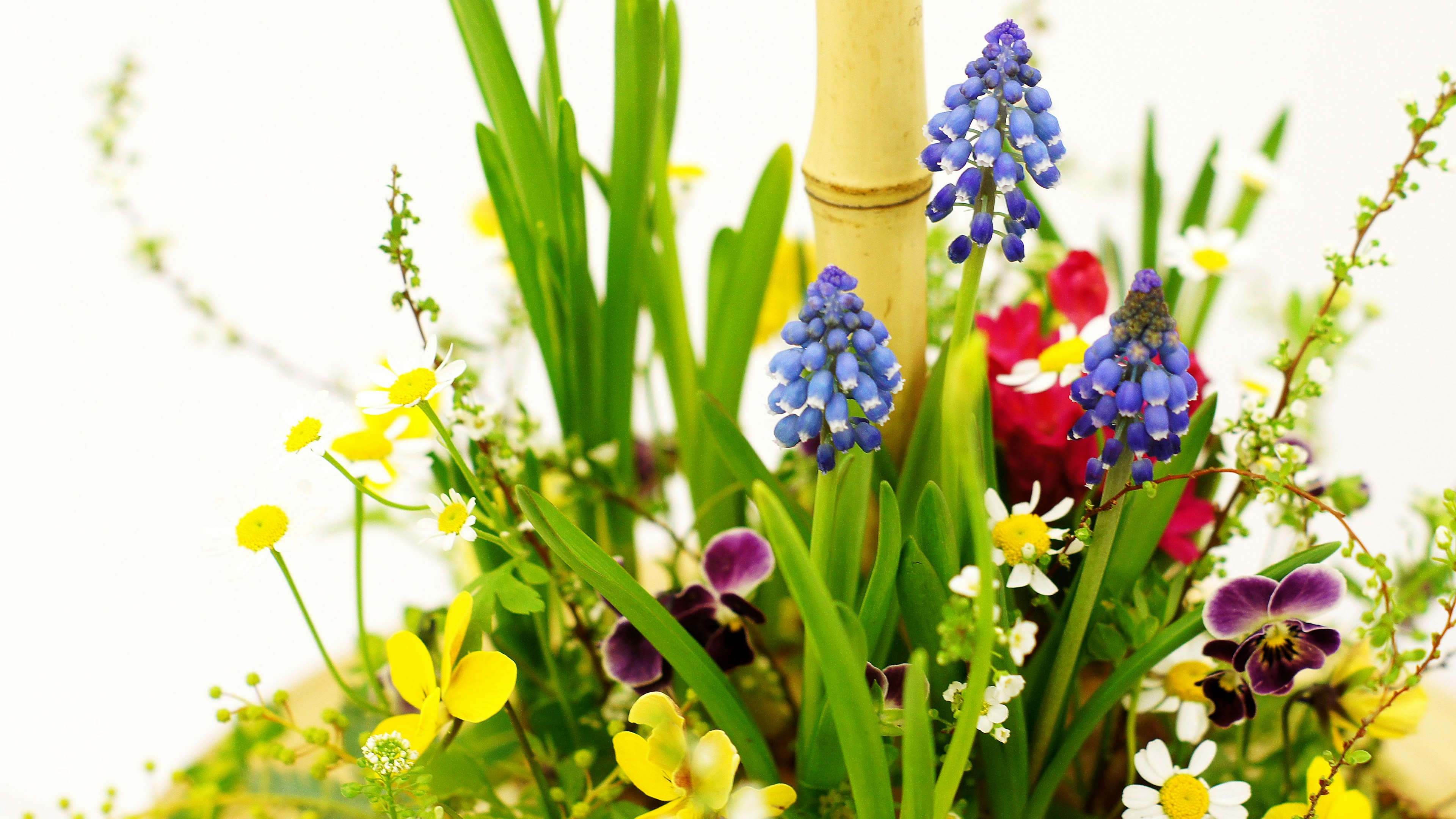 Fiori colorati e foglie verdi in un bel arrangiamento