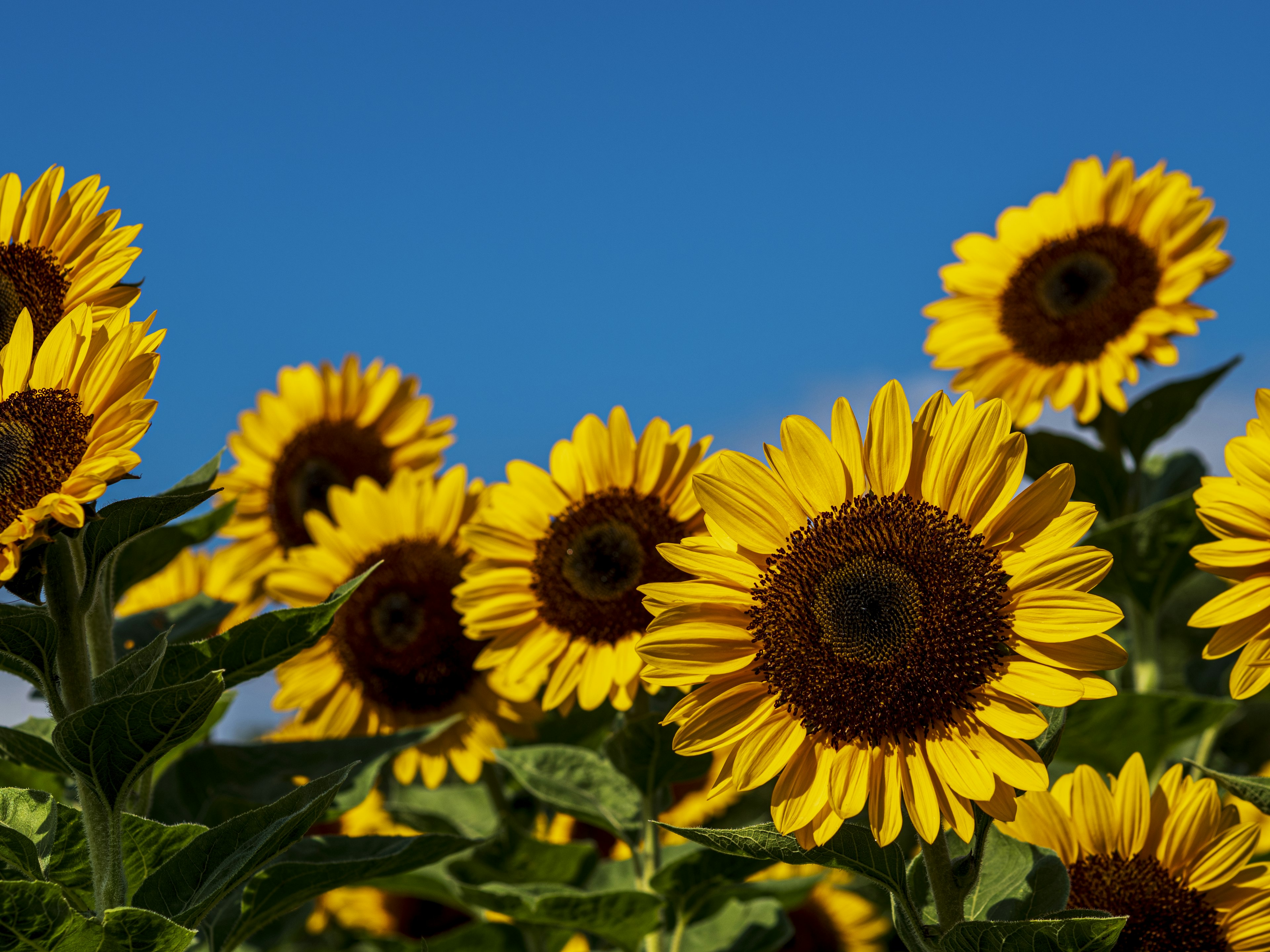 Ein Feld von Sonnenblumen unter einem blauen Himmel