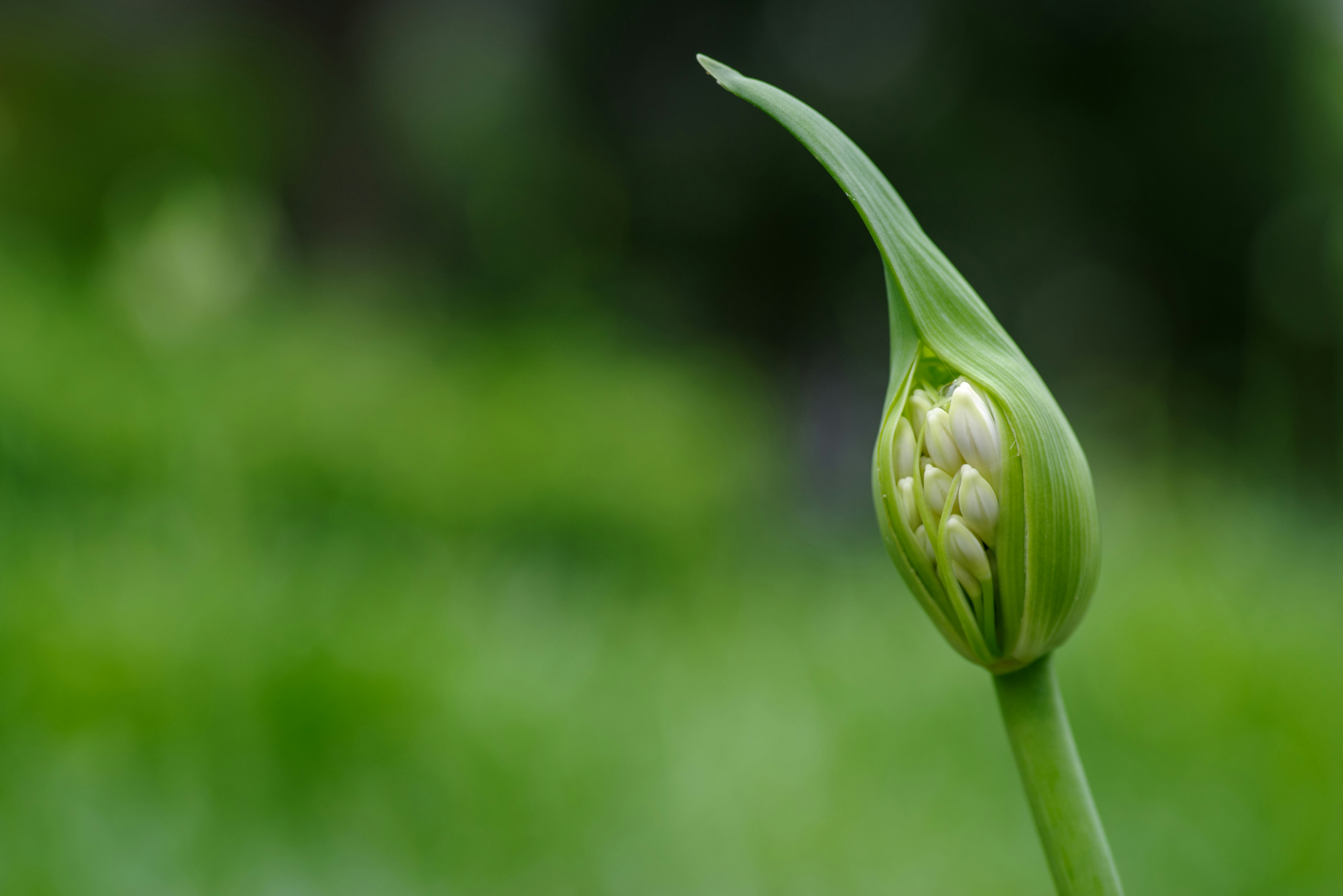 緑色の背景にある若芽のつぼみが特徴的な画像