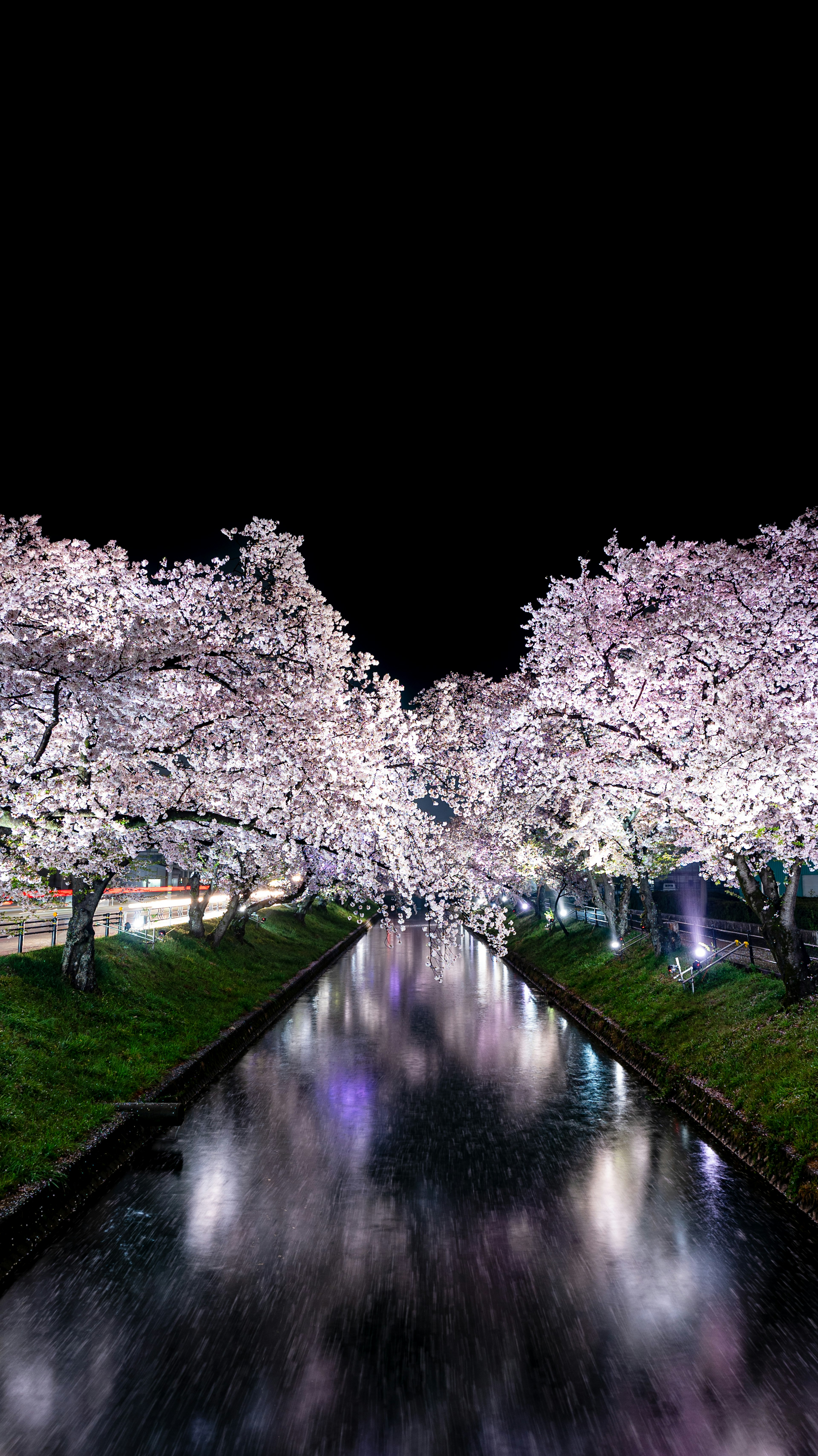 夜桜の美しい並木道と静かな川