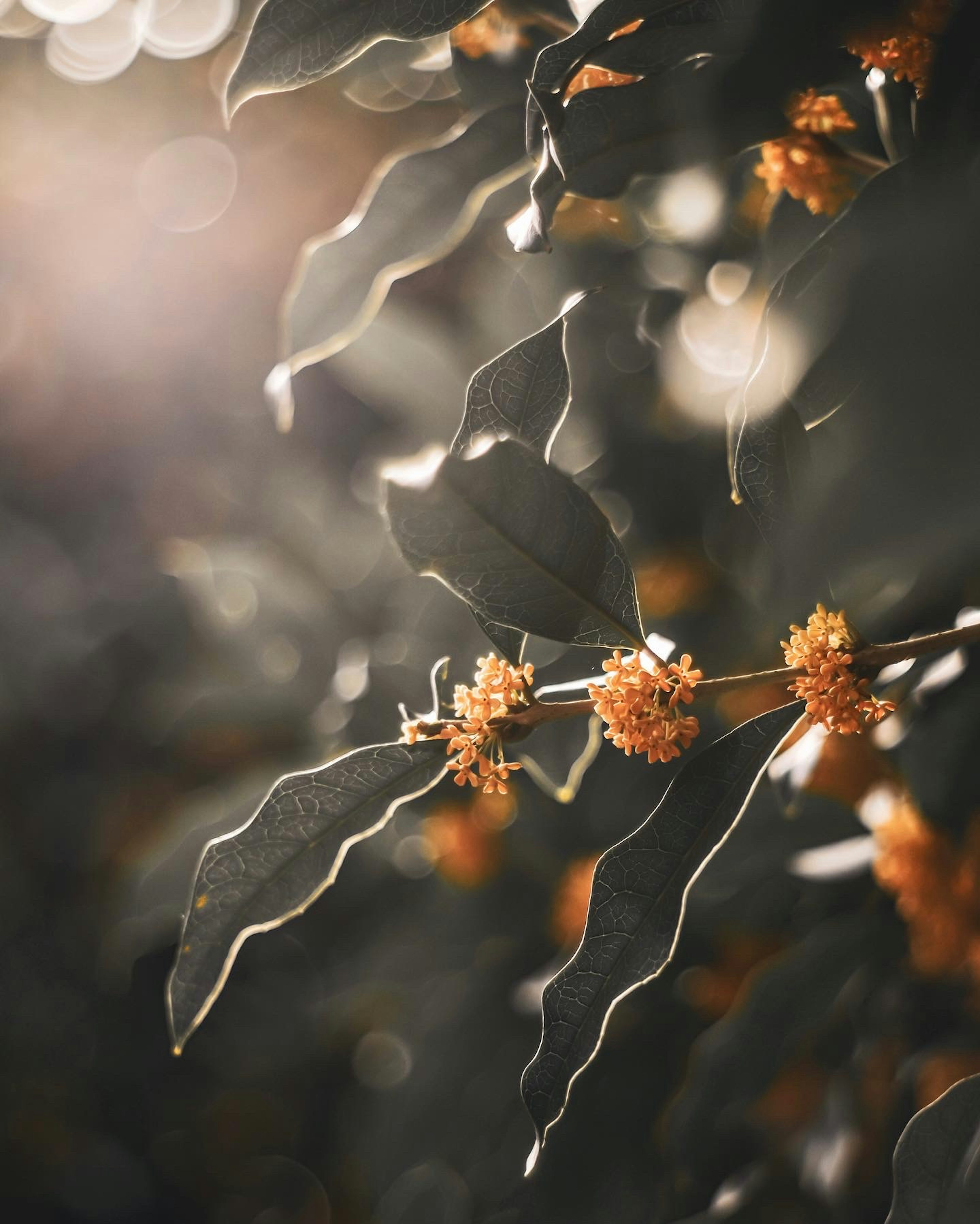 Primo piano di foglie verdi e fiori arancioni illuminati da una luce soffusa