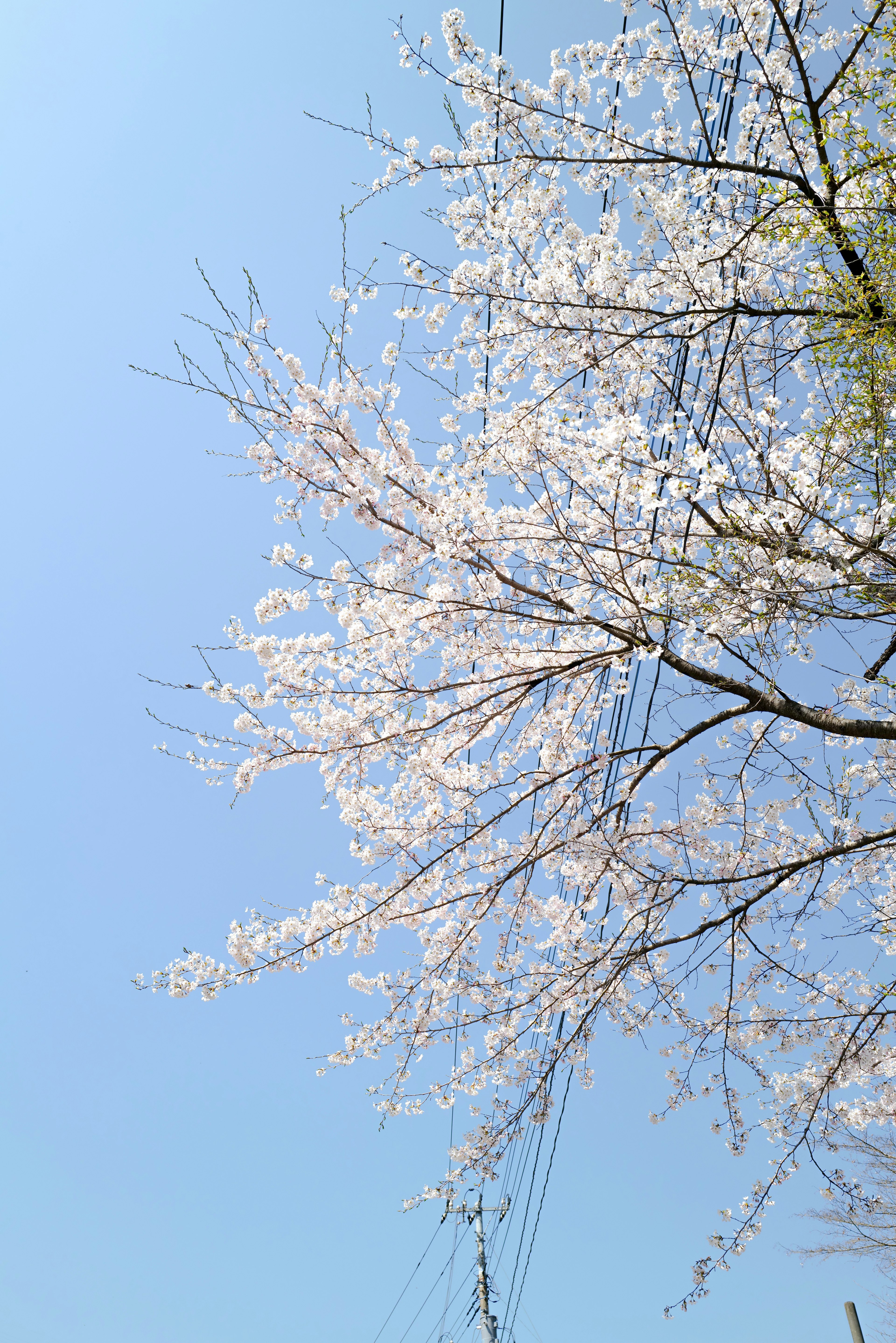 Rami di ciliegi in fiore contro un cielo blu