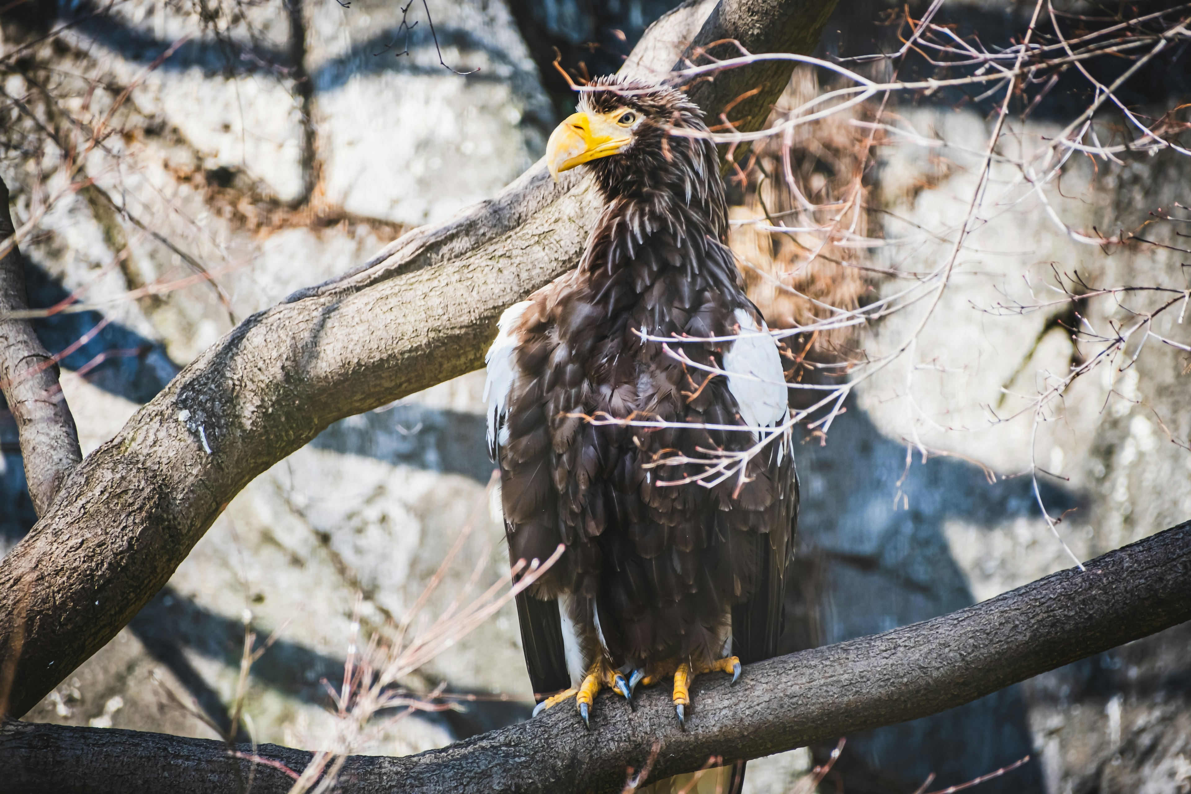 Un aigle de mer de Steller perché sur une branche