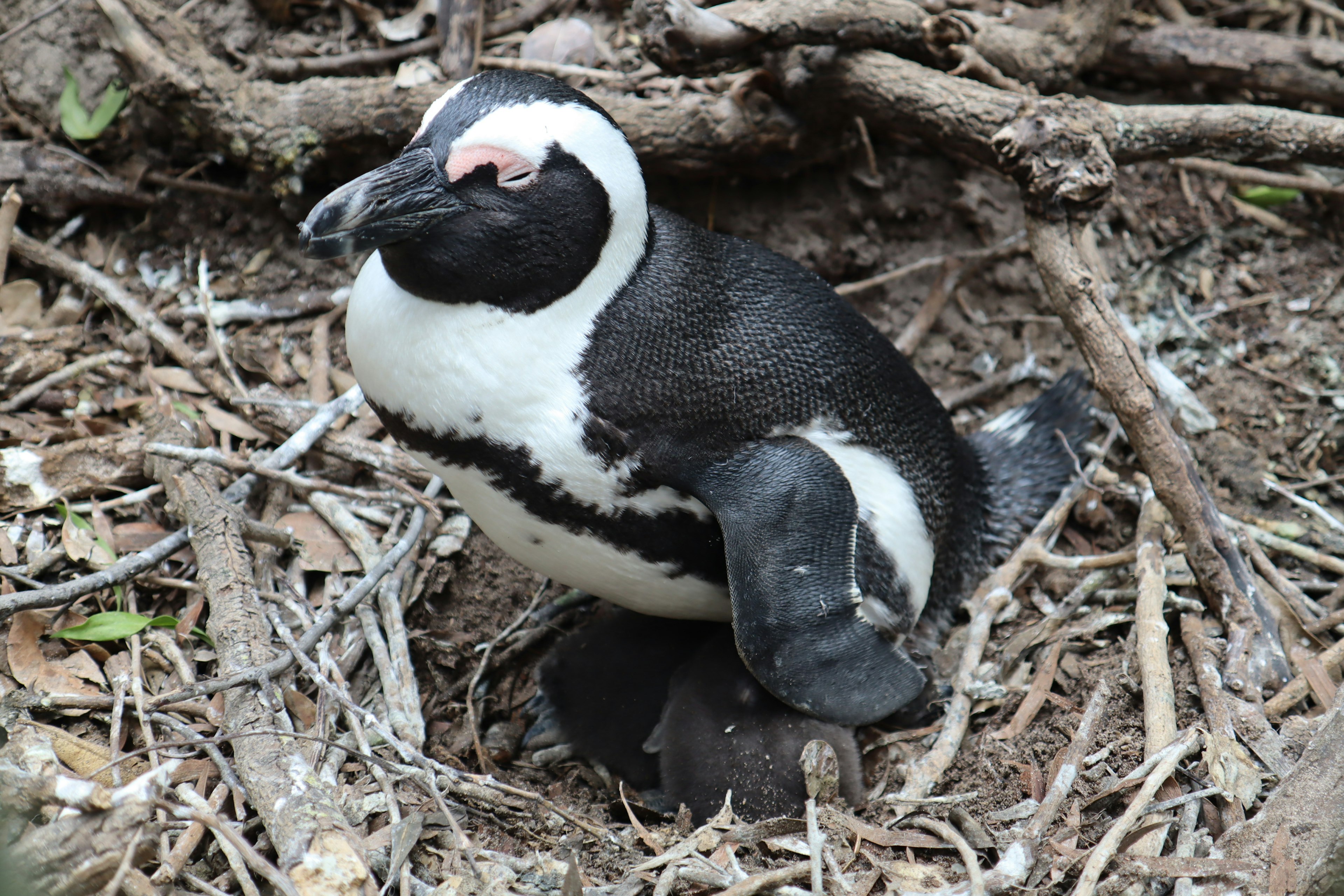 Un pingouin noir et blanc assis près de son nid