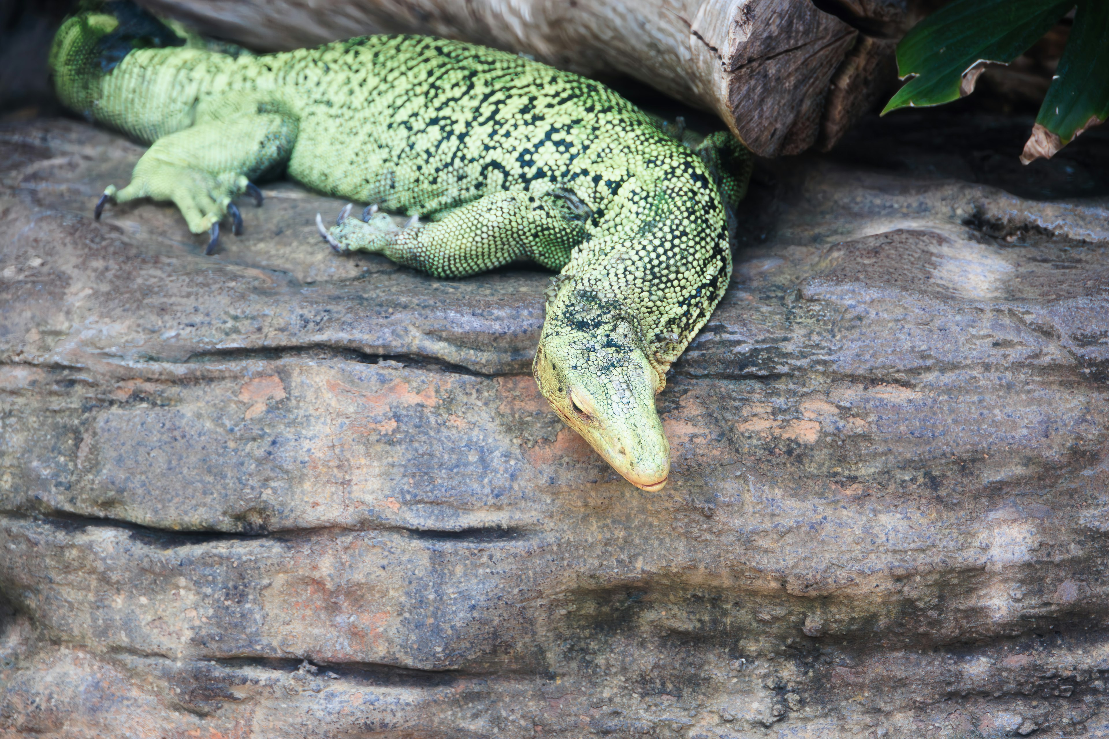 Un lucertola verde che riposa su una roccia