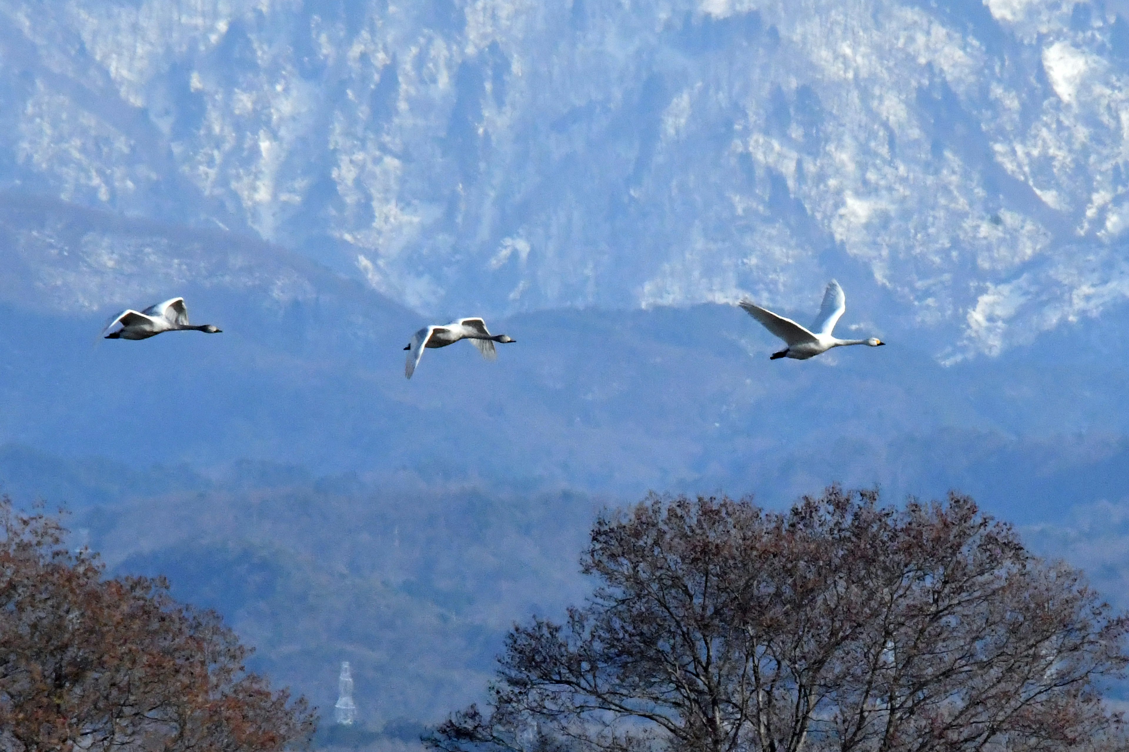 Fliegende Schwäne über einer Berglandschaft