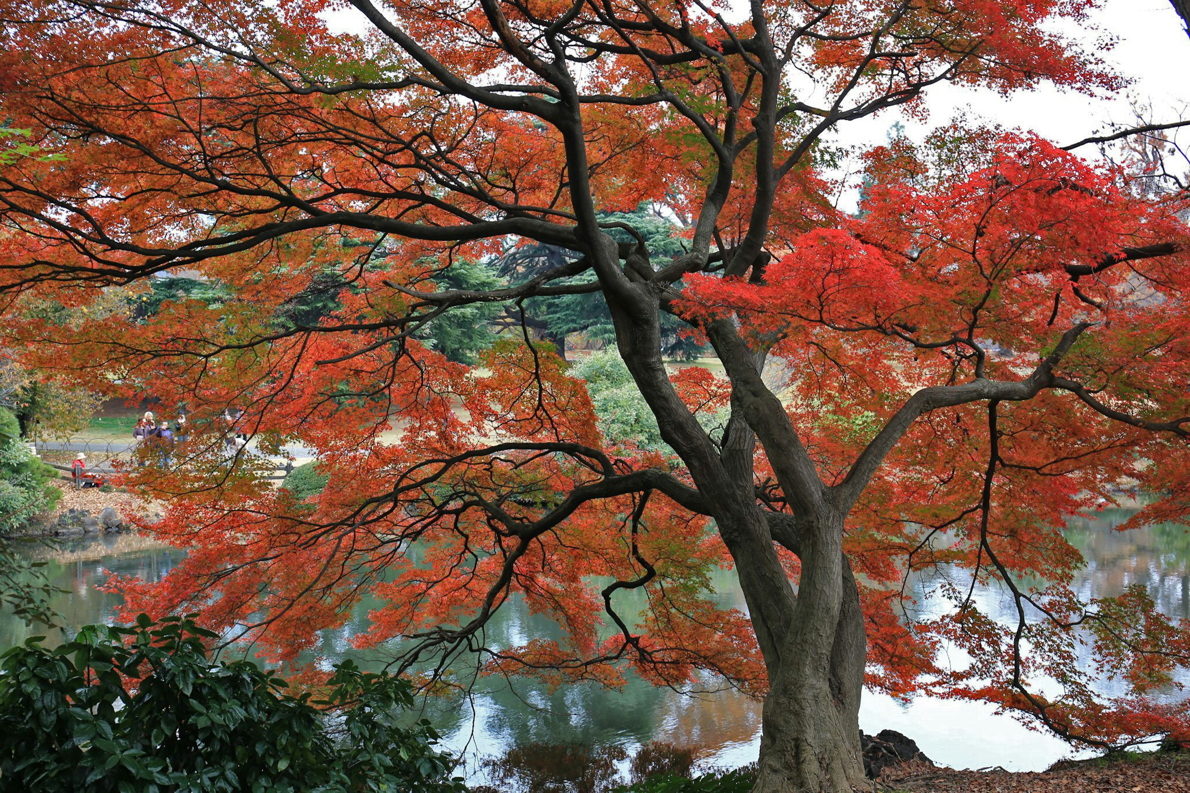 A beautiful tree with red leaves and calm water reflecting the scenery