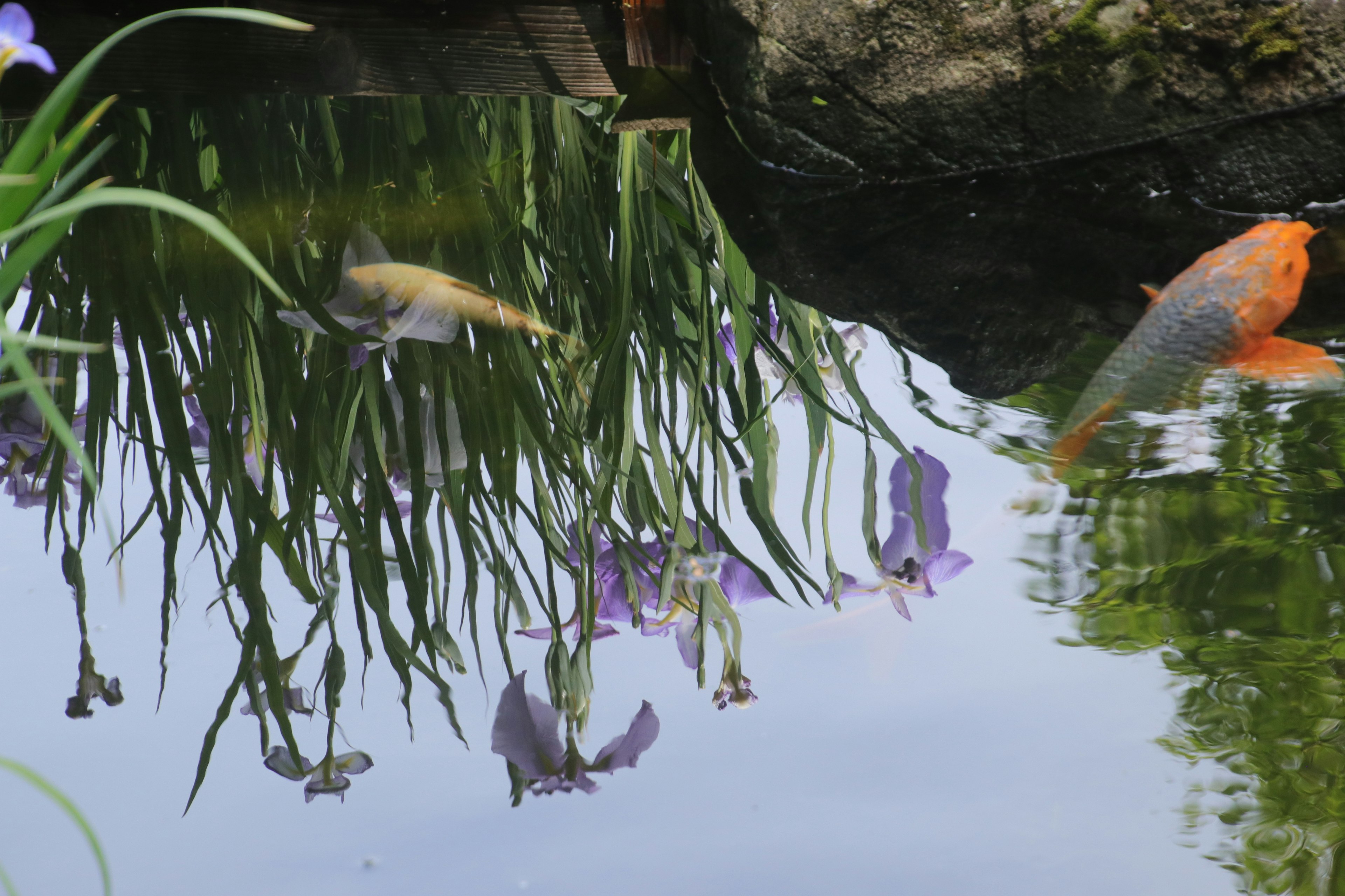 Reflet de l'herbe et des fleurs sur la surface du étang avec des poissons nageant