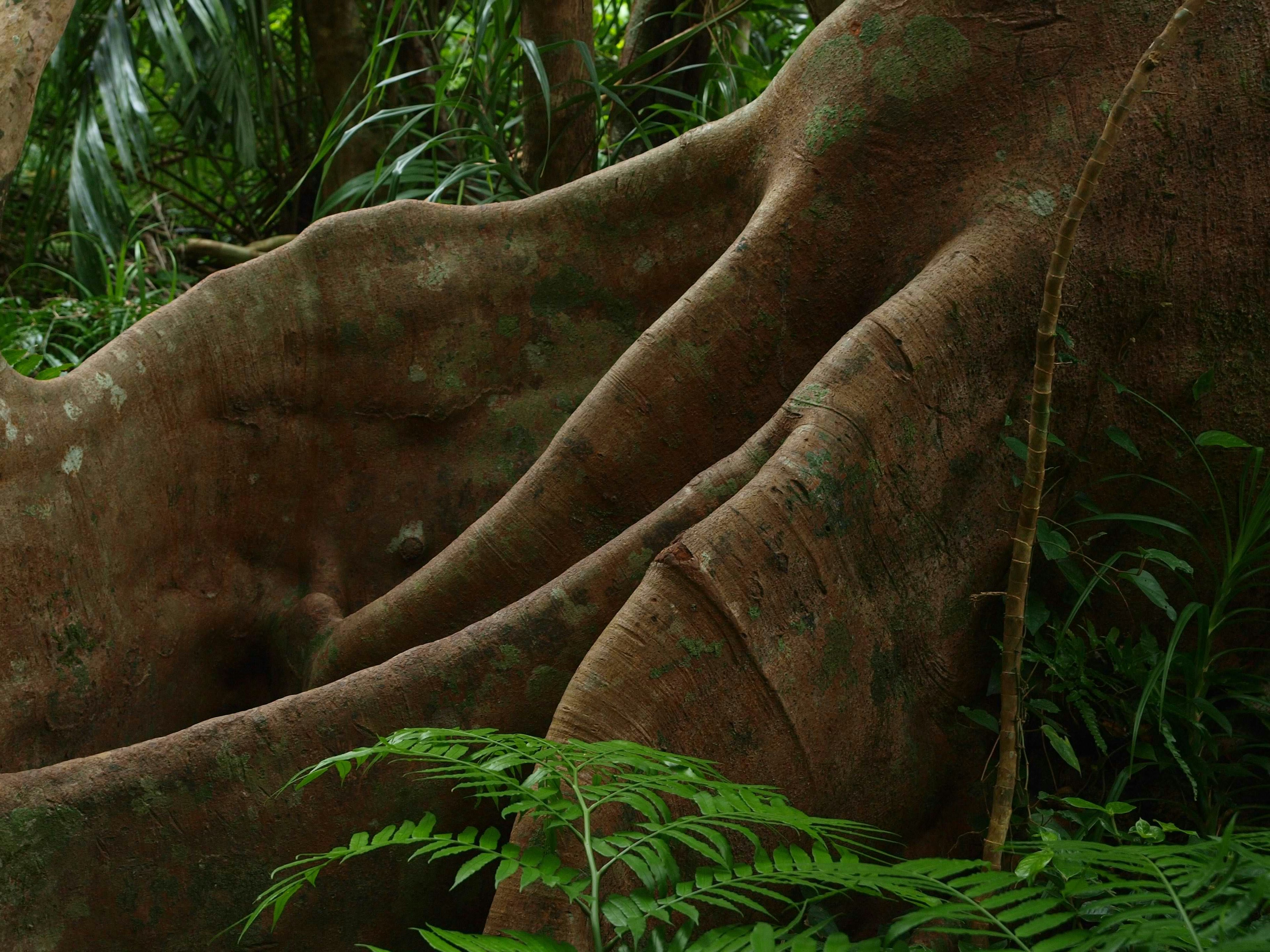 Una sección de tronco de árbol en una selva tropical exuberante que muestra curvas y texturas únicas