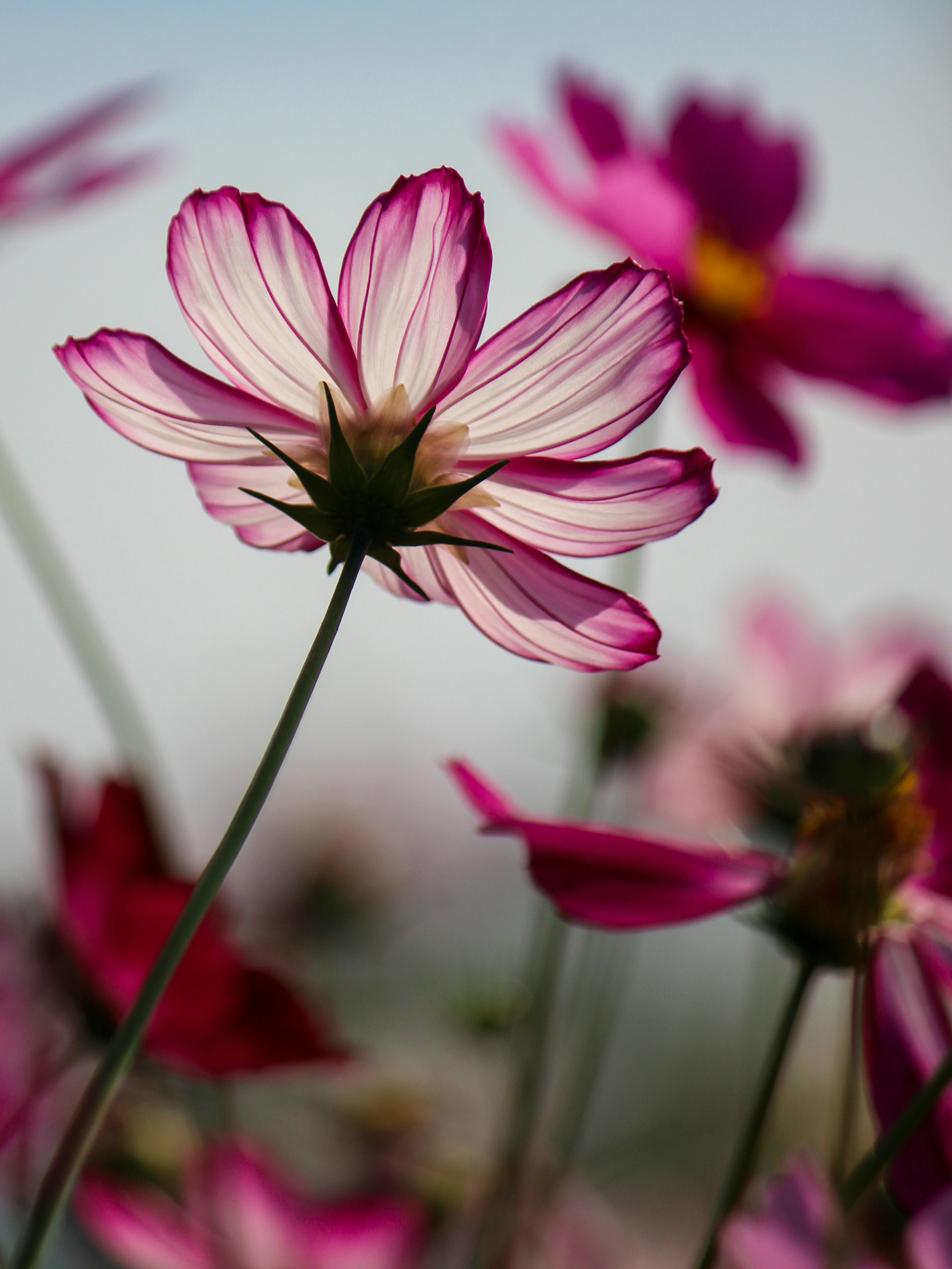 Hermosas flores de cosmos rosa en un campo vibrante