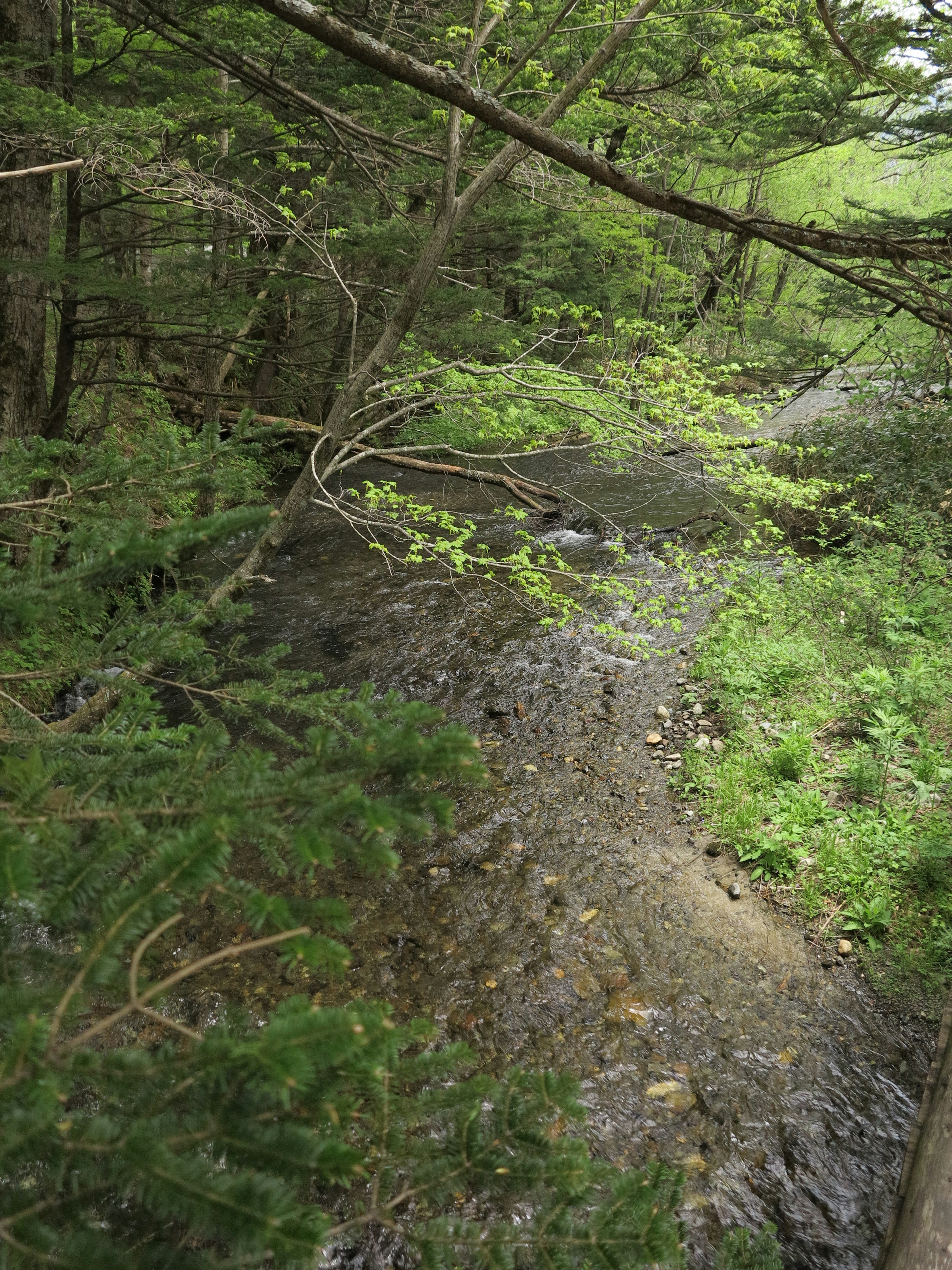 A serene stream surrounded by lush greenery and trees