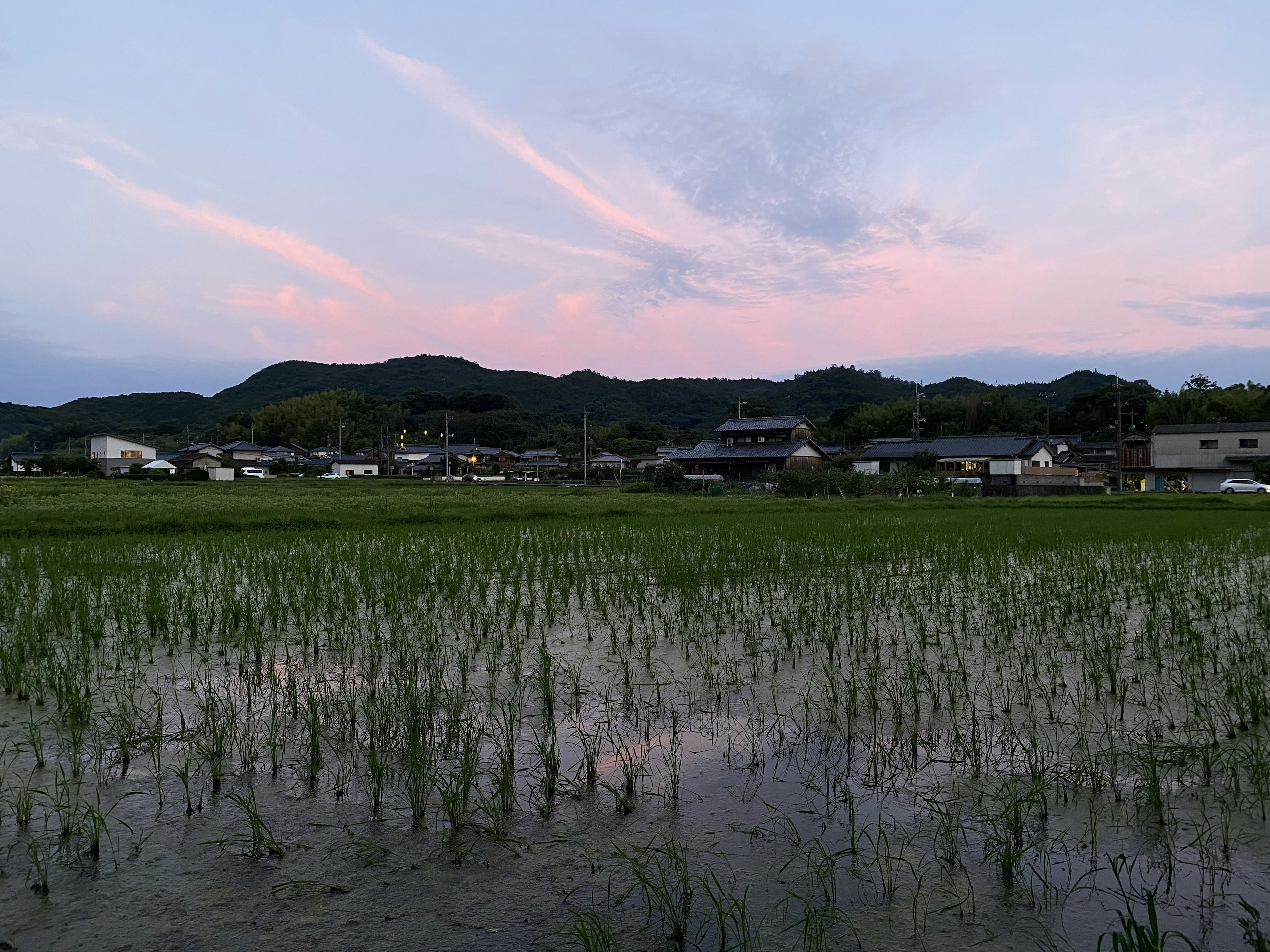 日落時的稻田風景 背景中有鄉村房屋和綠色稻苗