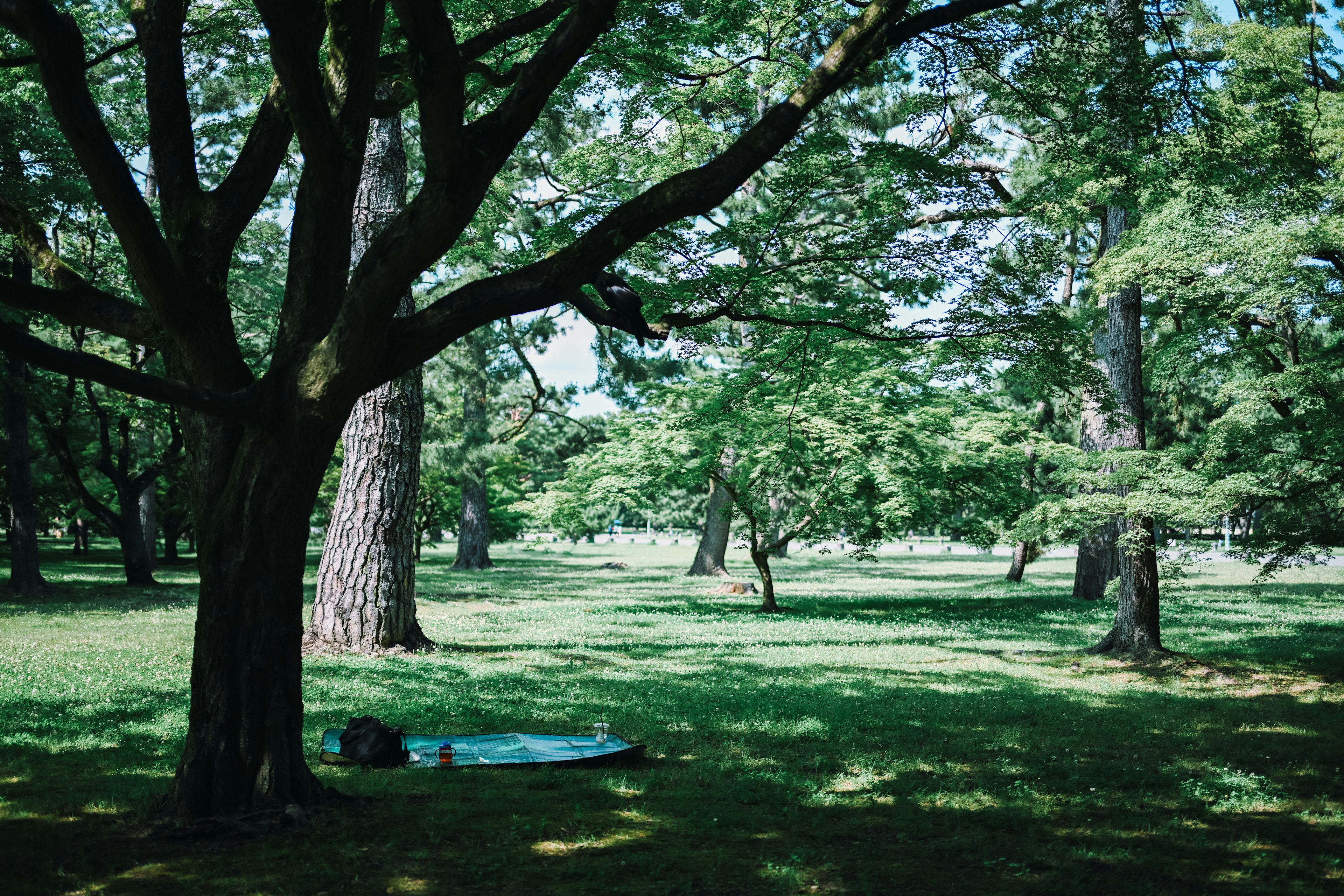 Un grande albero in un parco verde con una coperta blu sull'erba