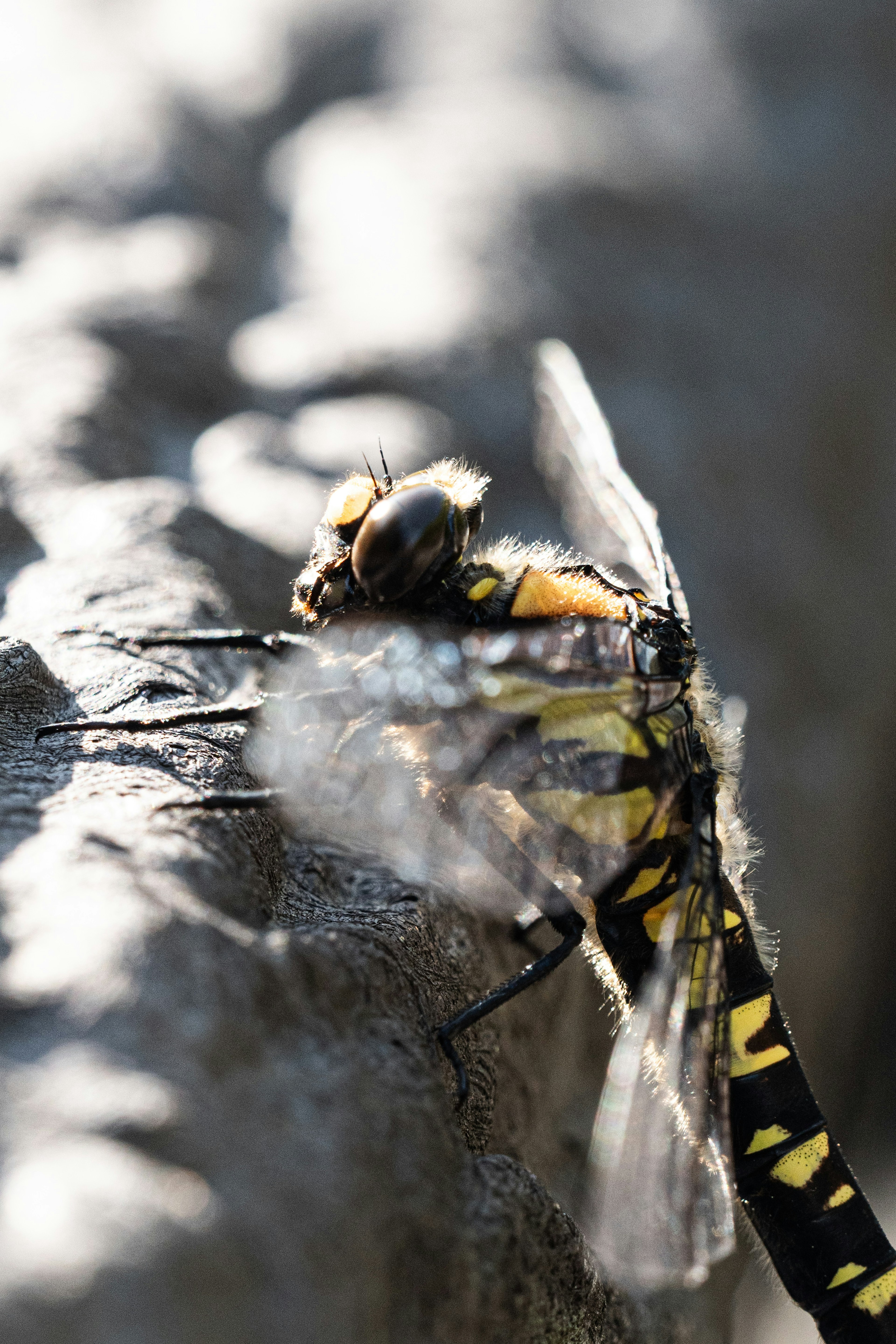 Primo piano di una libellula nera e gialla che riposa su una superficie di legno