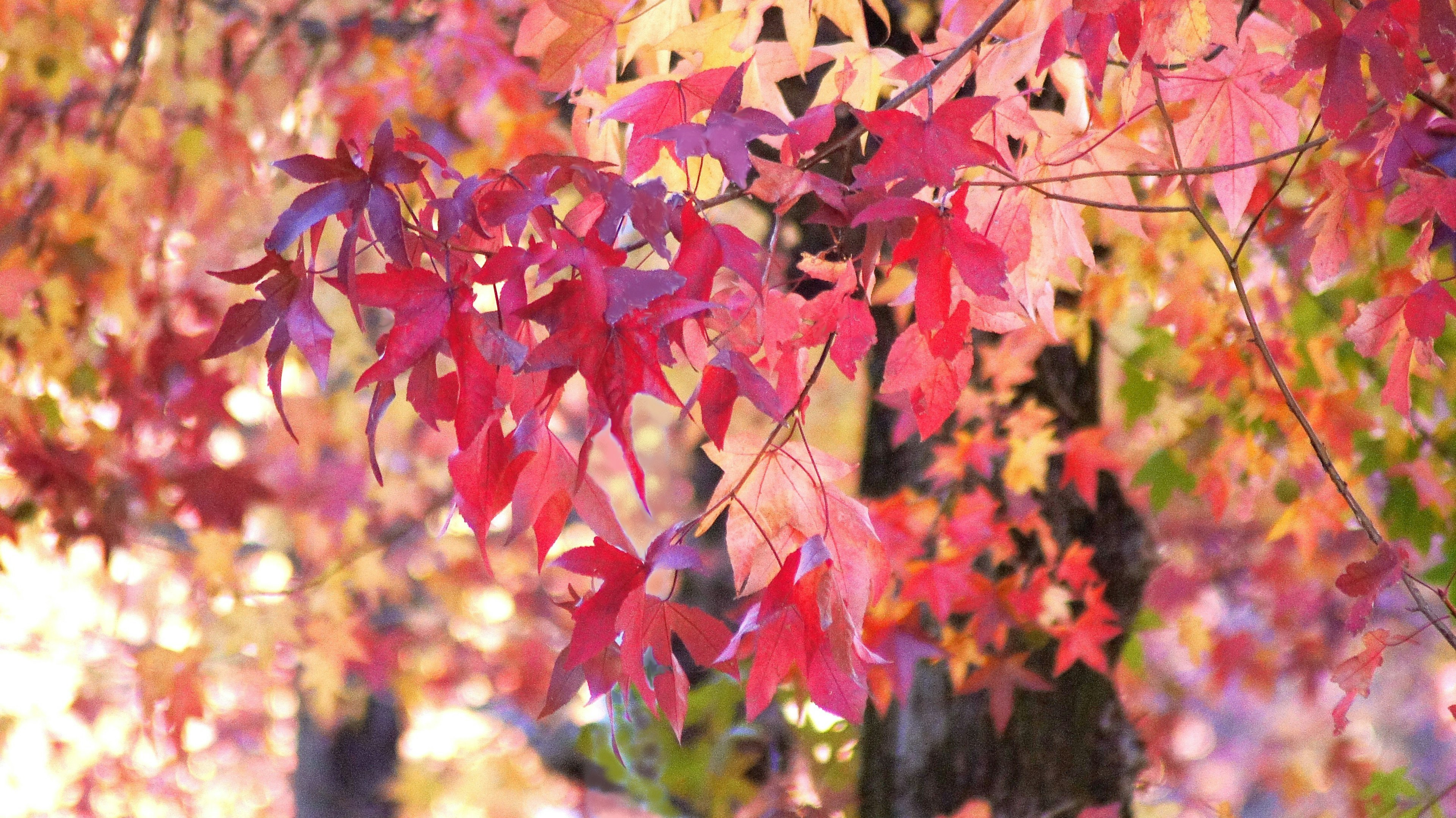 秋の紅葉が美しく色づいた木の葉