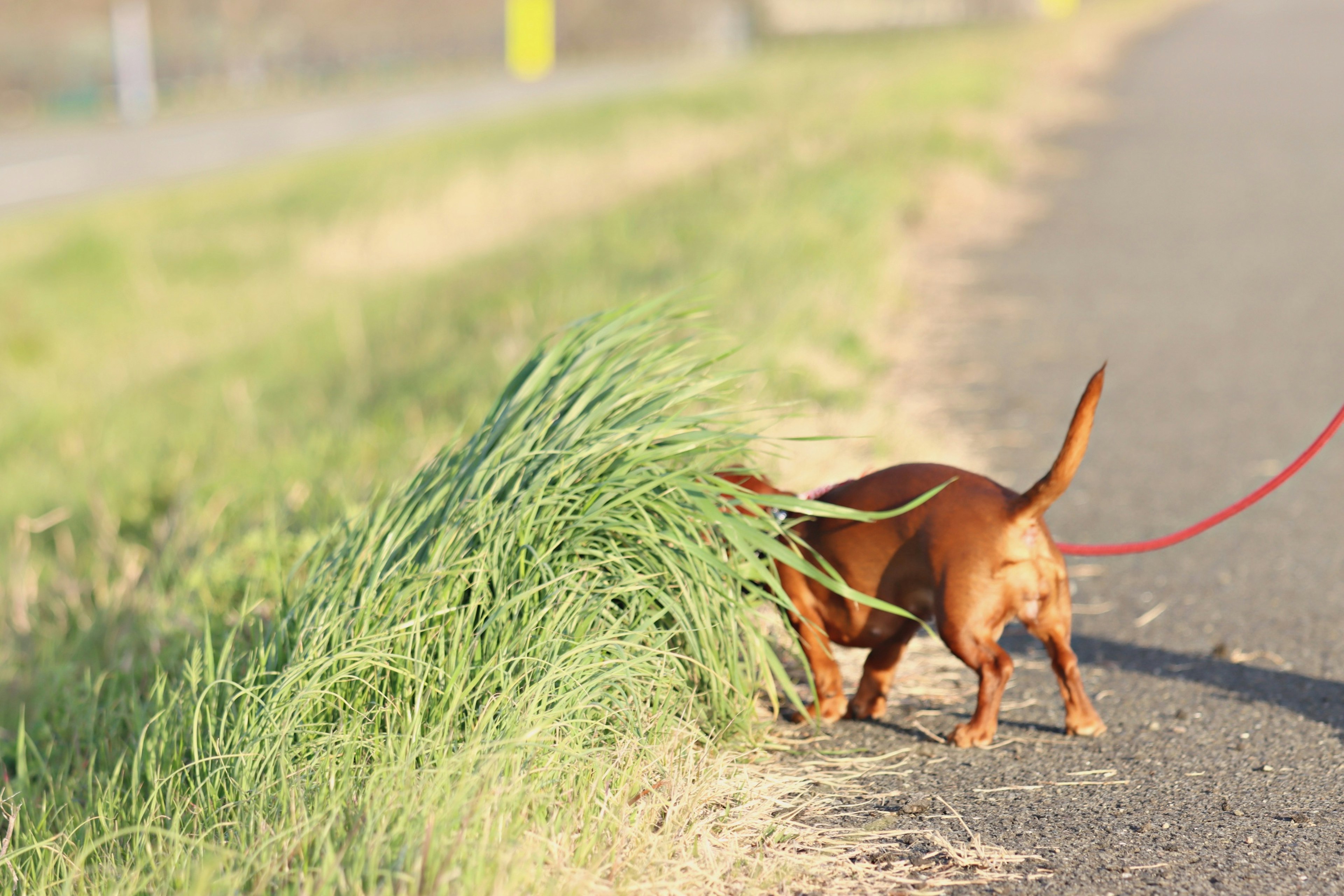 Anjing kecil mencium rumput di pinggir jalan