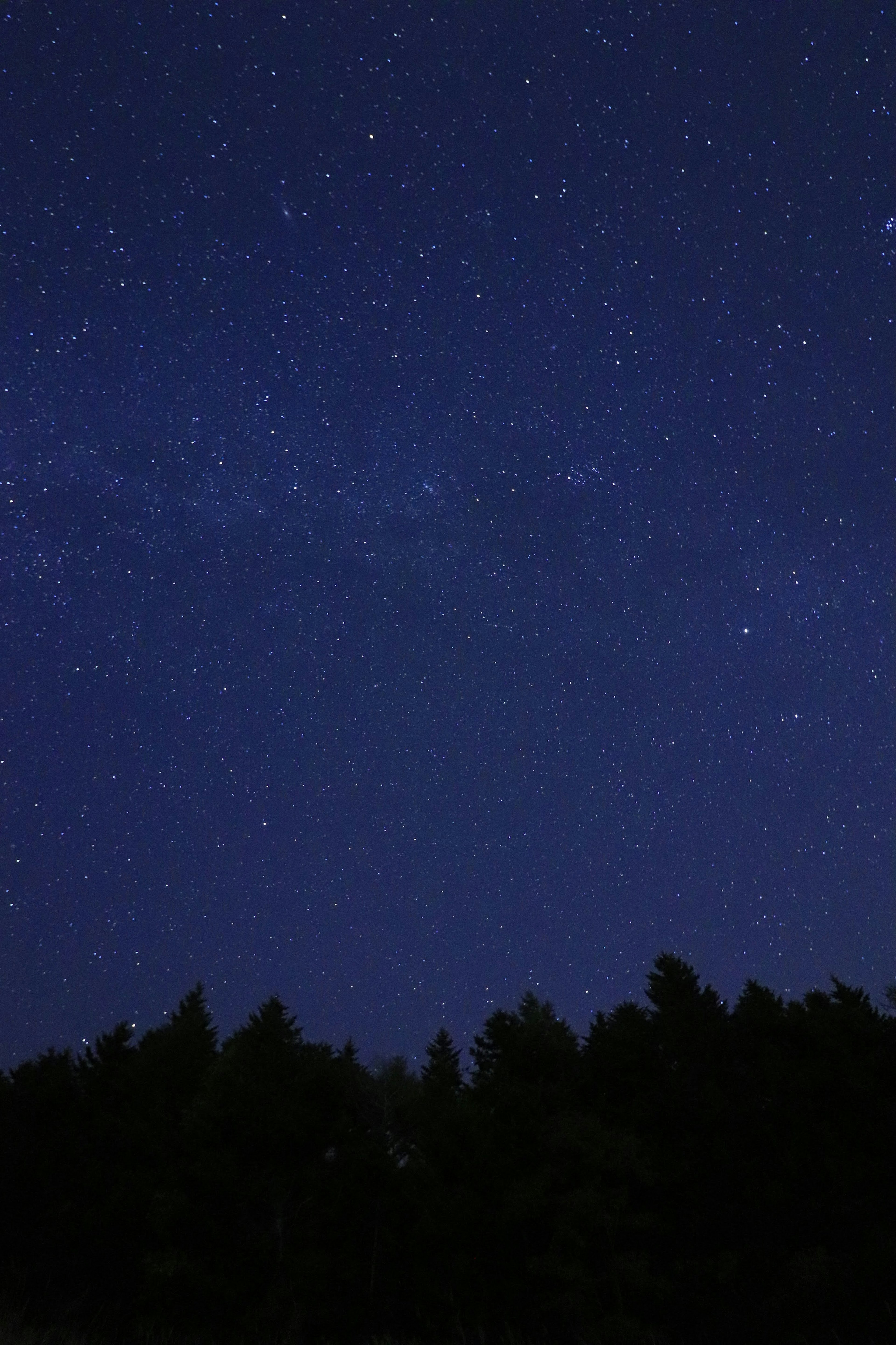 Cielo stellato con alberi in silhouette