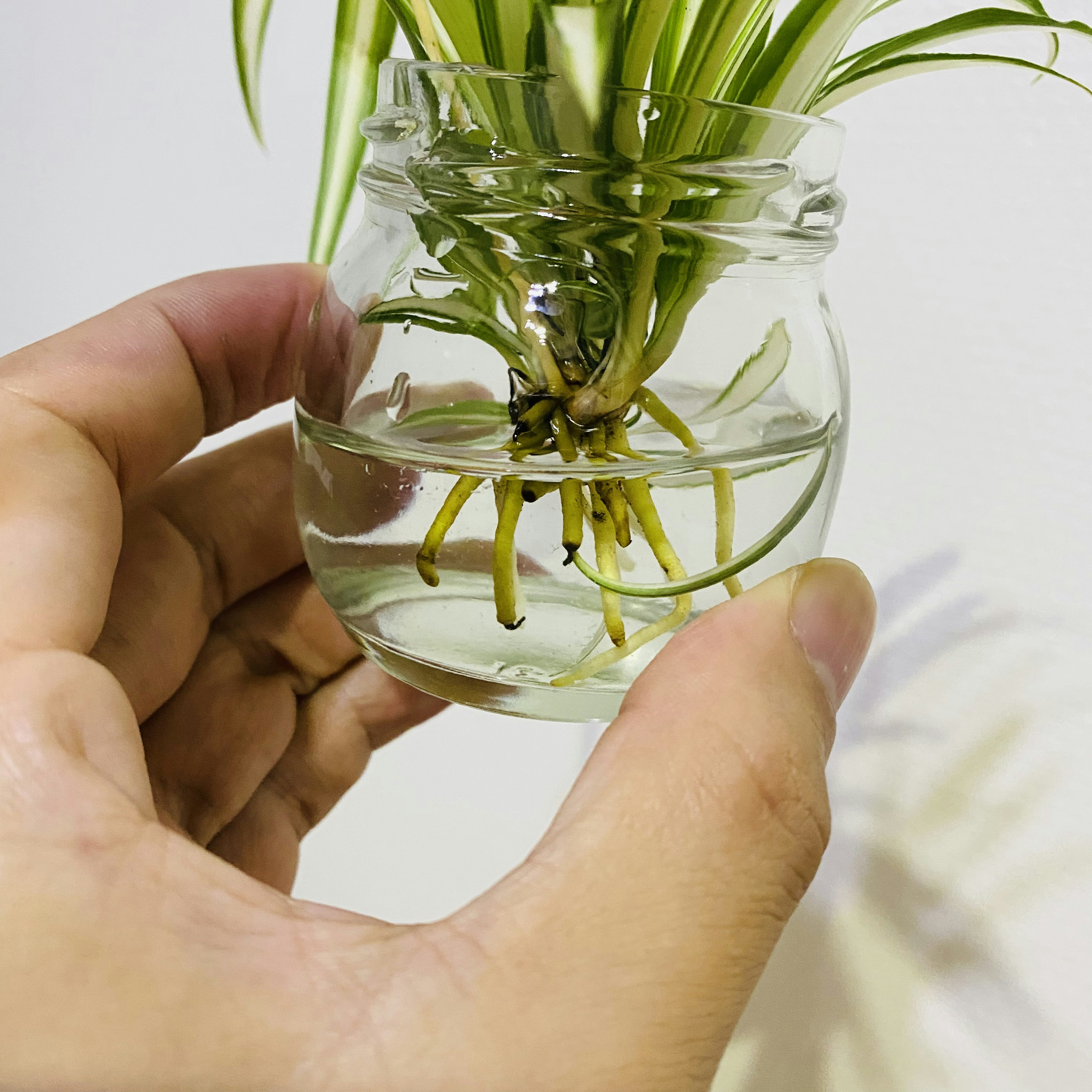 Une main tenant un petit pot en verre avec de l'eau et des racines de plante visibles