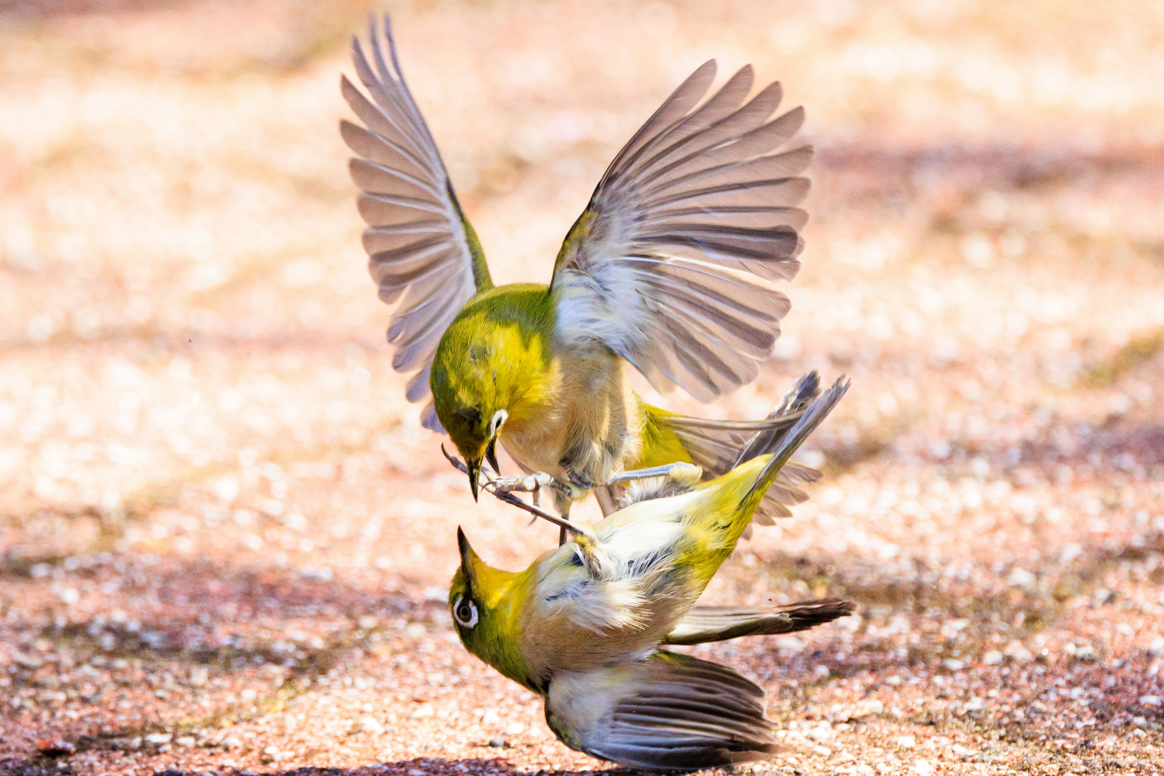 Two small birds engaged in a mid-air confrontation vibrant green feathers and spread wings