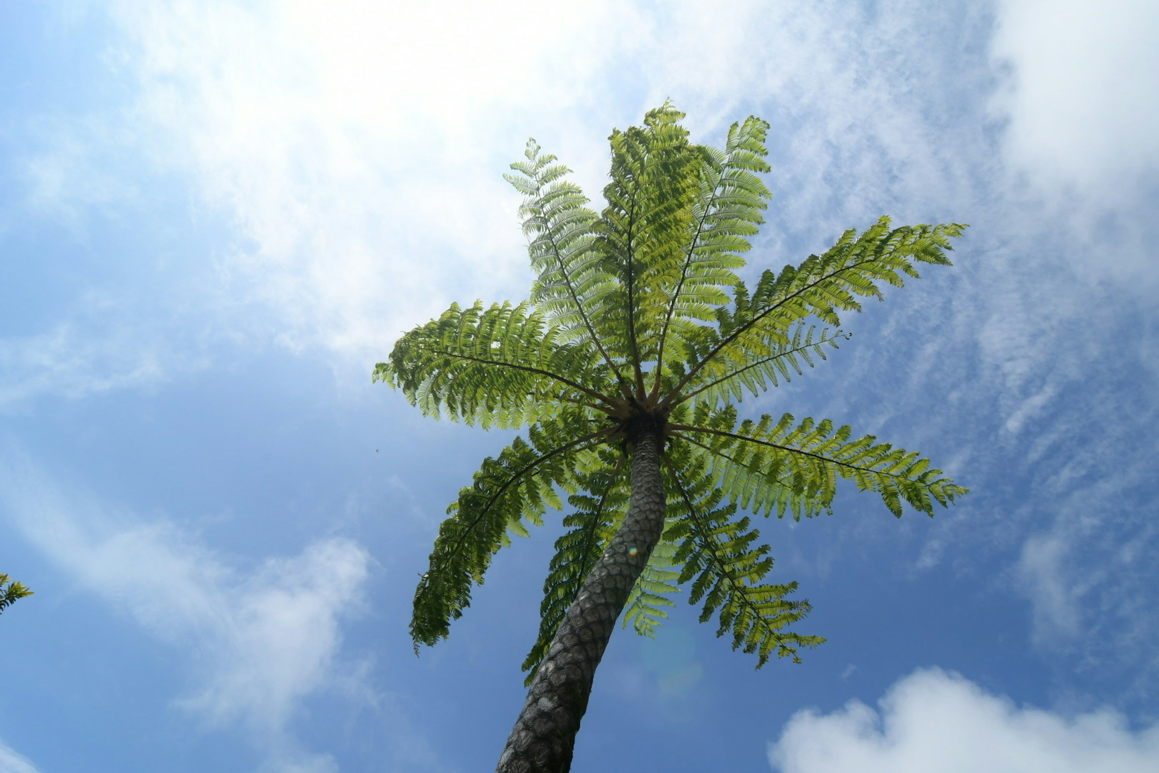 Palmera verde bajo un cielo azul