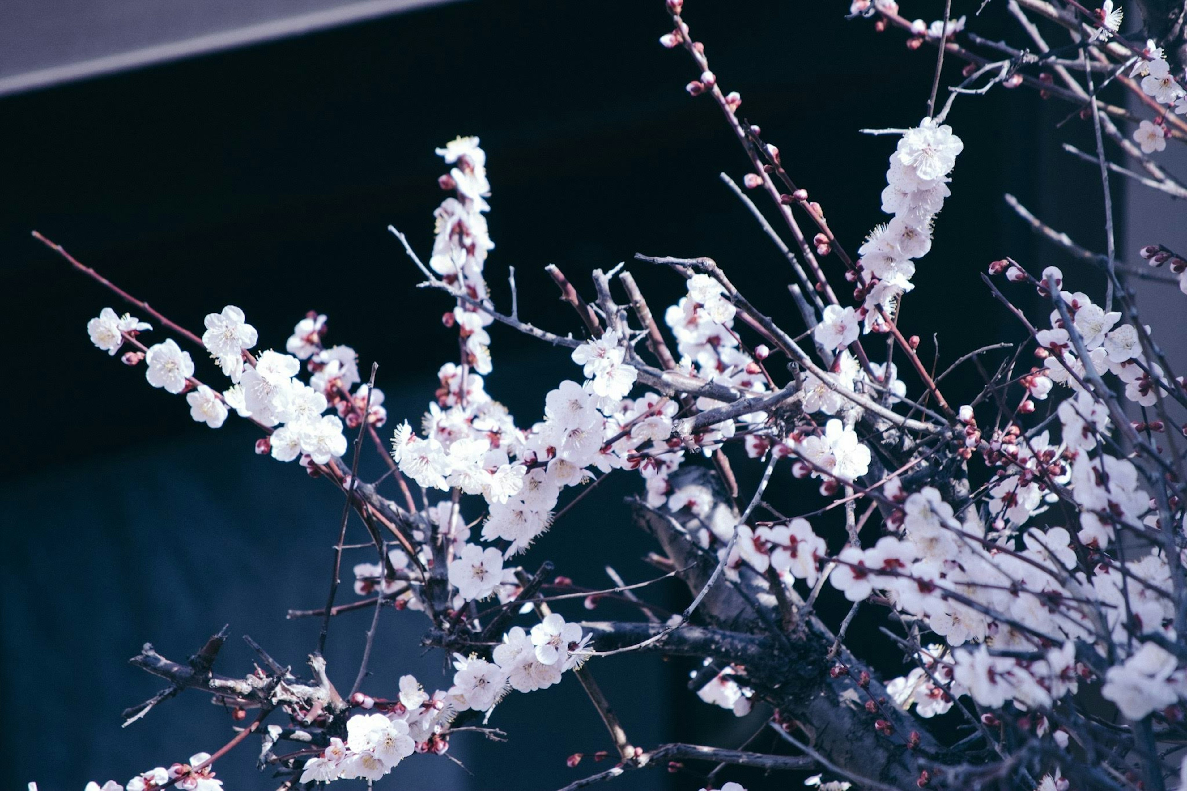 Primer plano de ramas florecidas con flores blancas sobre un fondo oscuro