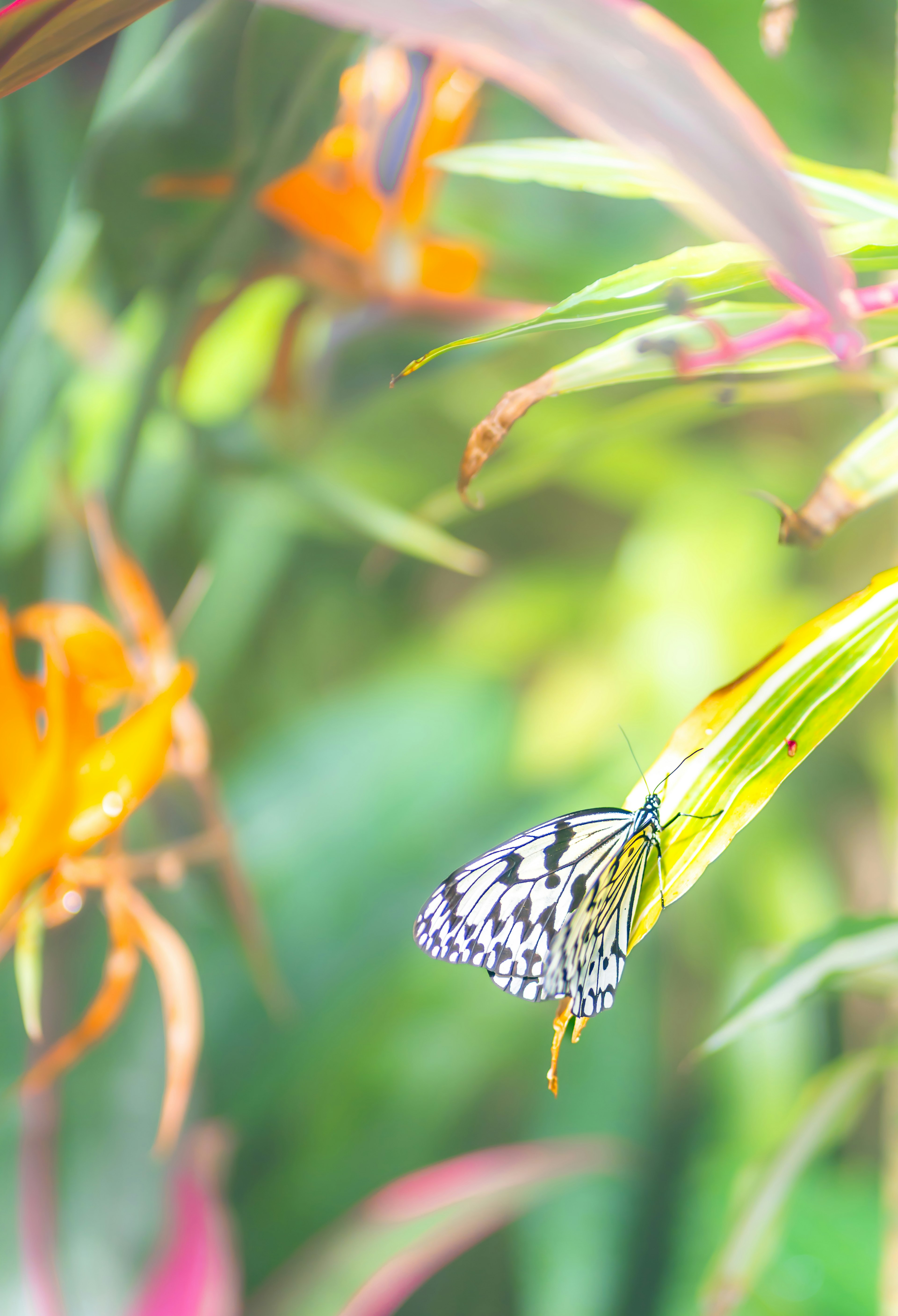 Una farfalla bianca e nera che riposa vicino a fiori arancioni vivaci in una bella scena naturale