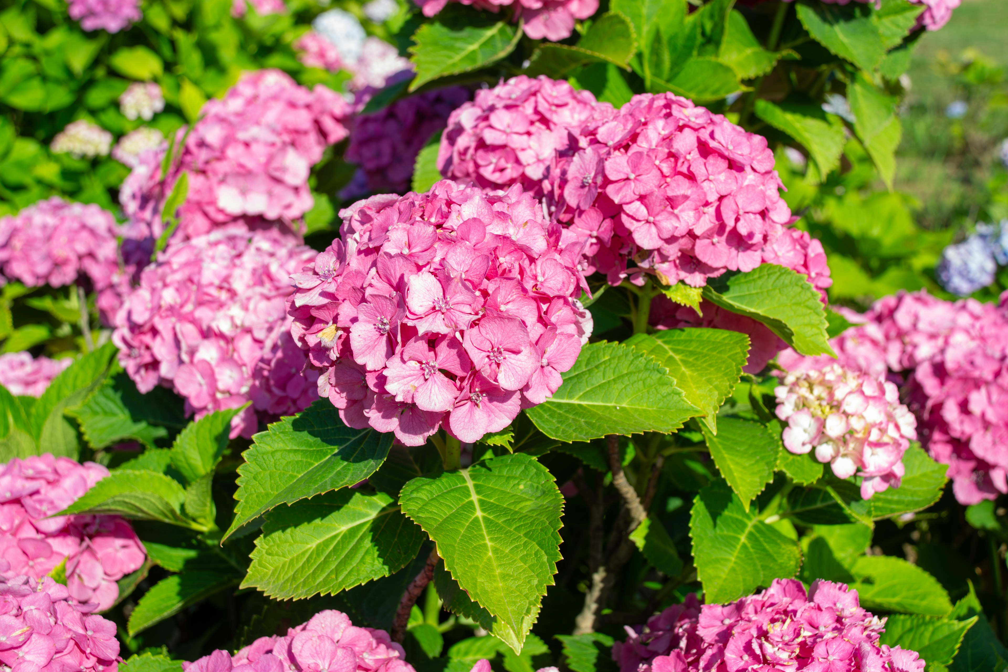 Un gruppo vivace di fiori di ortensia rosa in un giardino