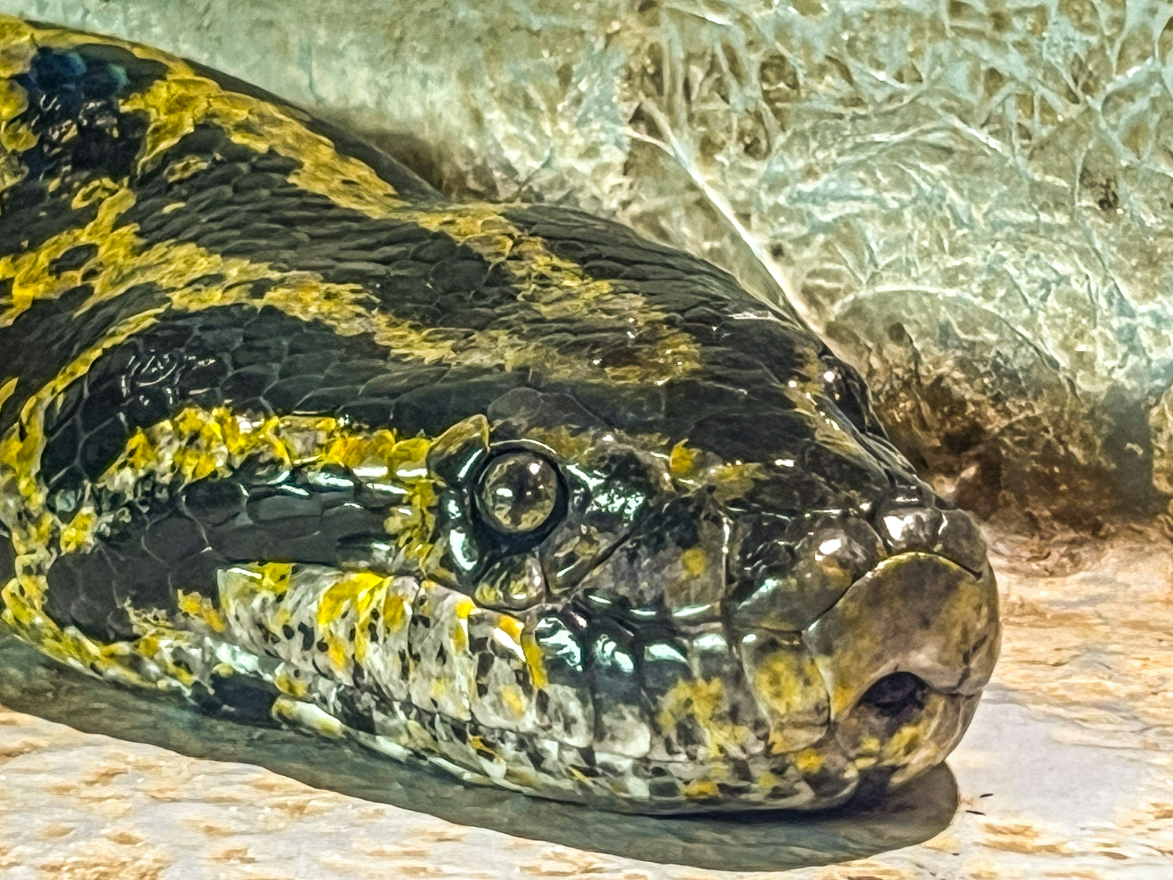 Close-up of a snake's head with beautiful patterns and distinct large eyes