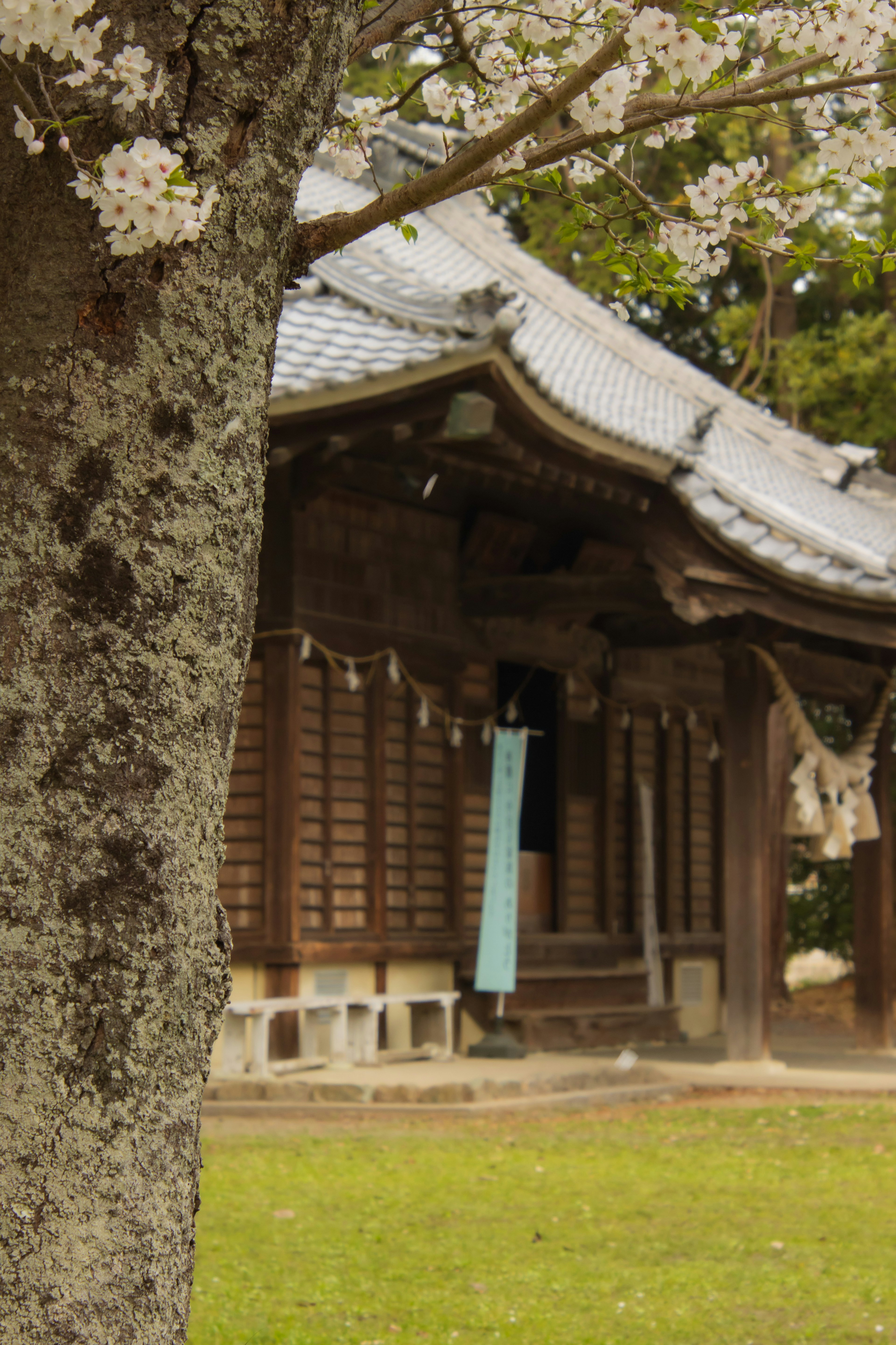 Eine malerische Ansicht mit einem Kirschbaum und einem traditionellen japanischen Gebäude