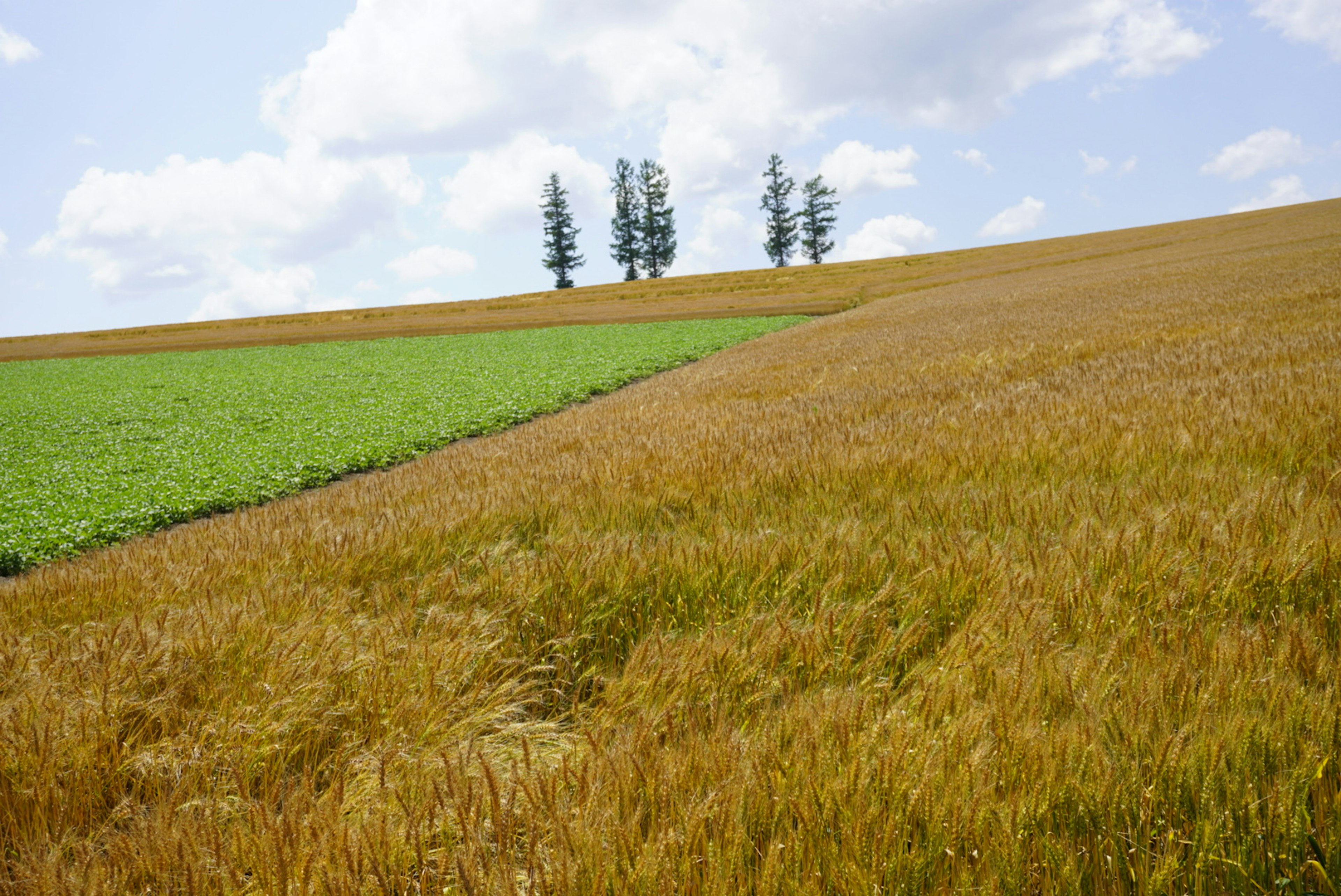 Paisaje con campo verde y campo de trigo dorado árboles a lo lejos