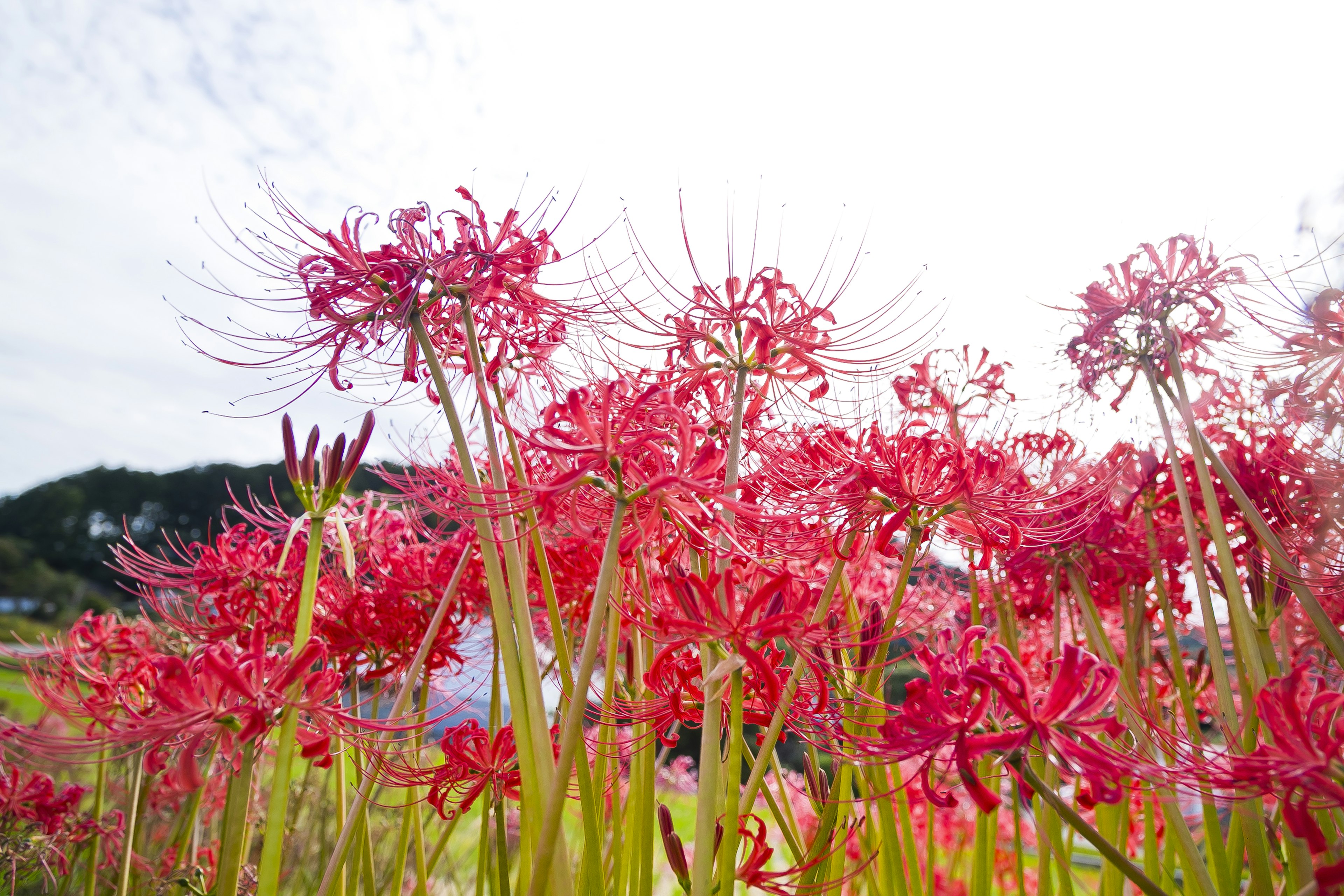 Ladang bunga lili laba-laba merah yang mekar