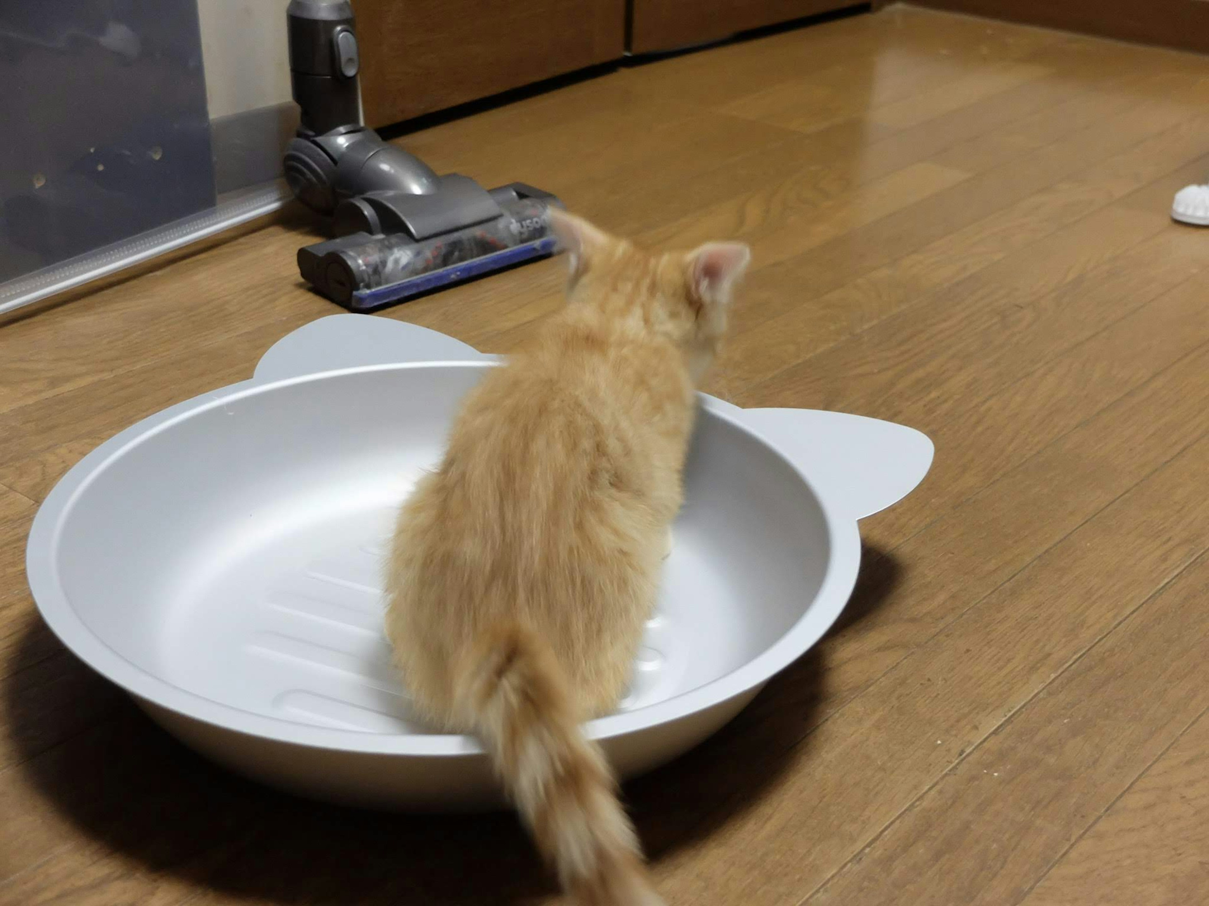 Un gatito naranja esponjoso sentado en un tazón plateado sobre un suelo de madera