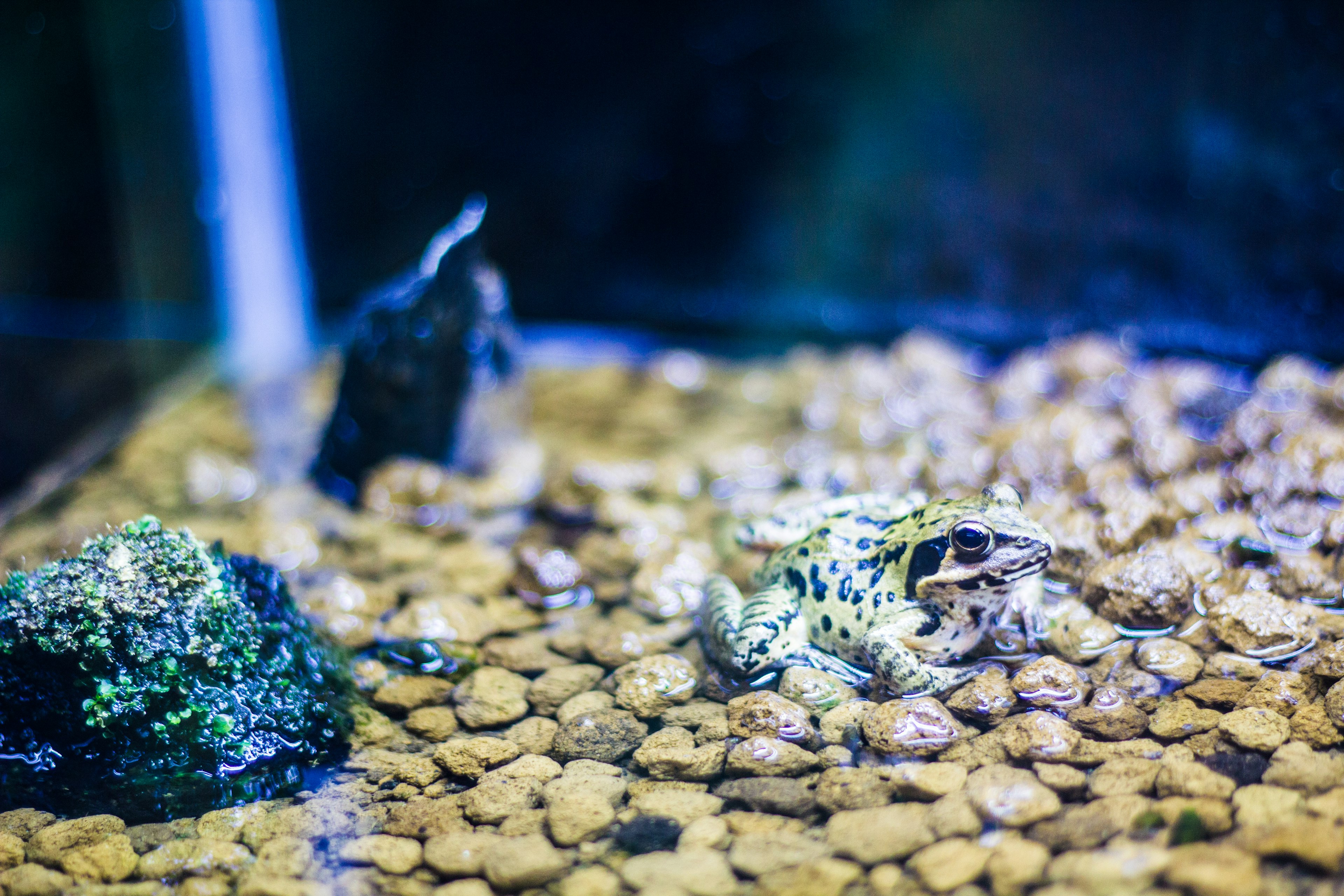 A frog in an aquarium with pebbles and rocks