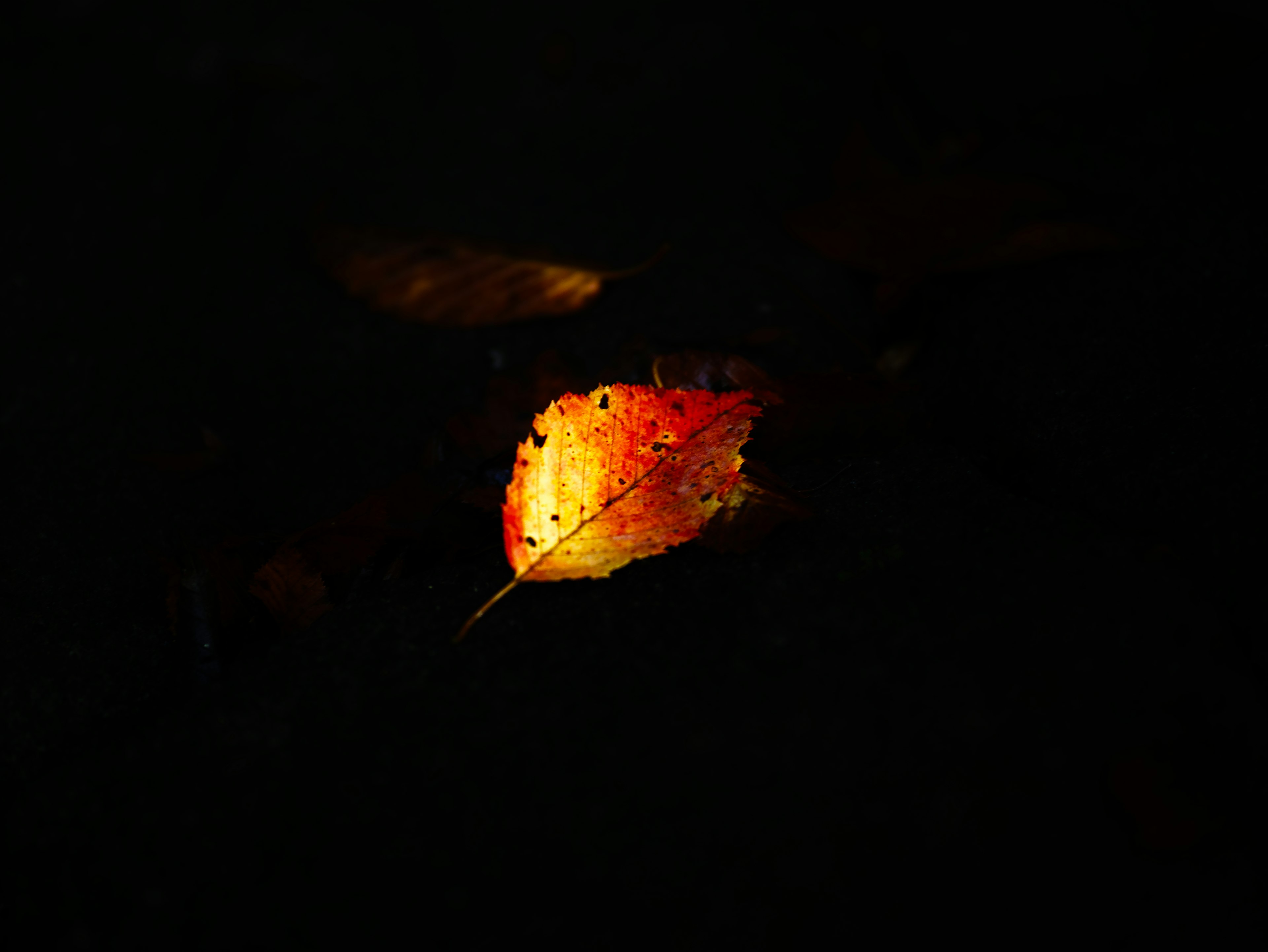 Una hoja naranja brillante contra un fondo oscuro