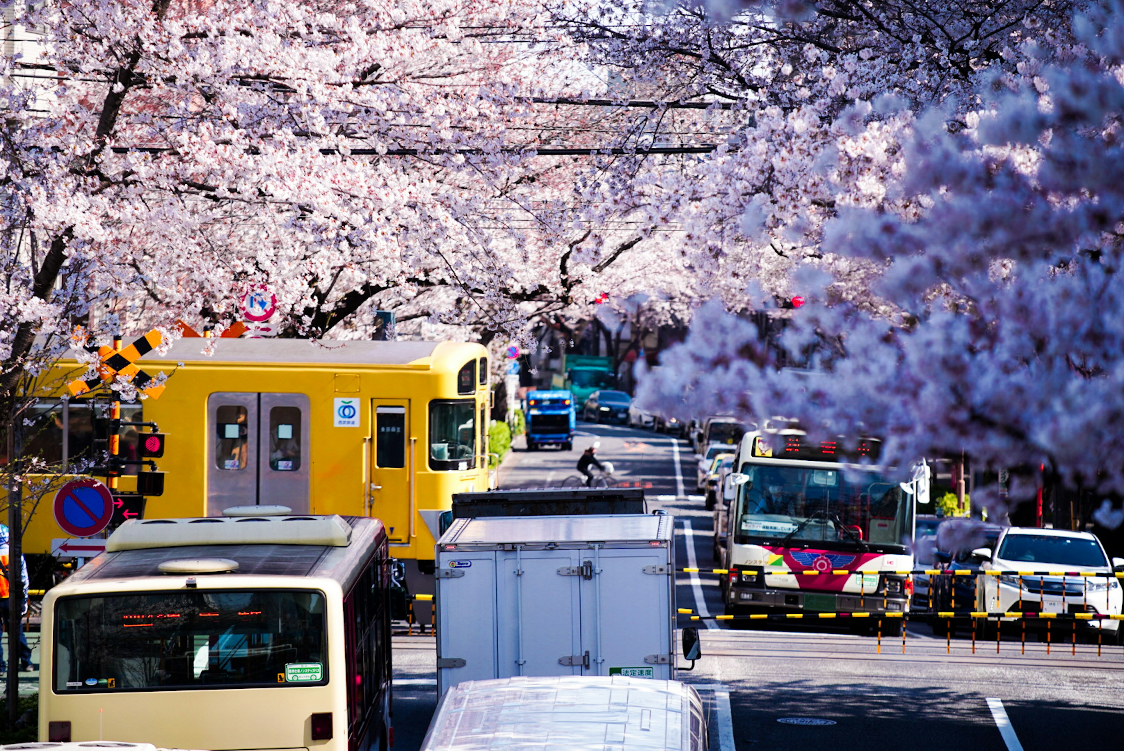 Scena di traffico con camion giallo e altri veicoli circondati da alberi di ciliegio in fiore