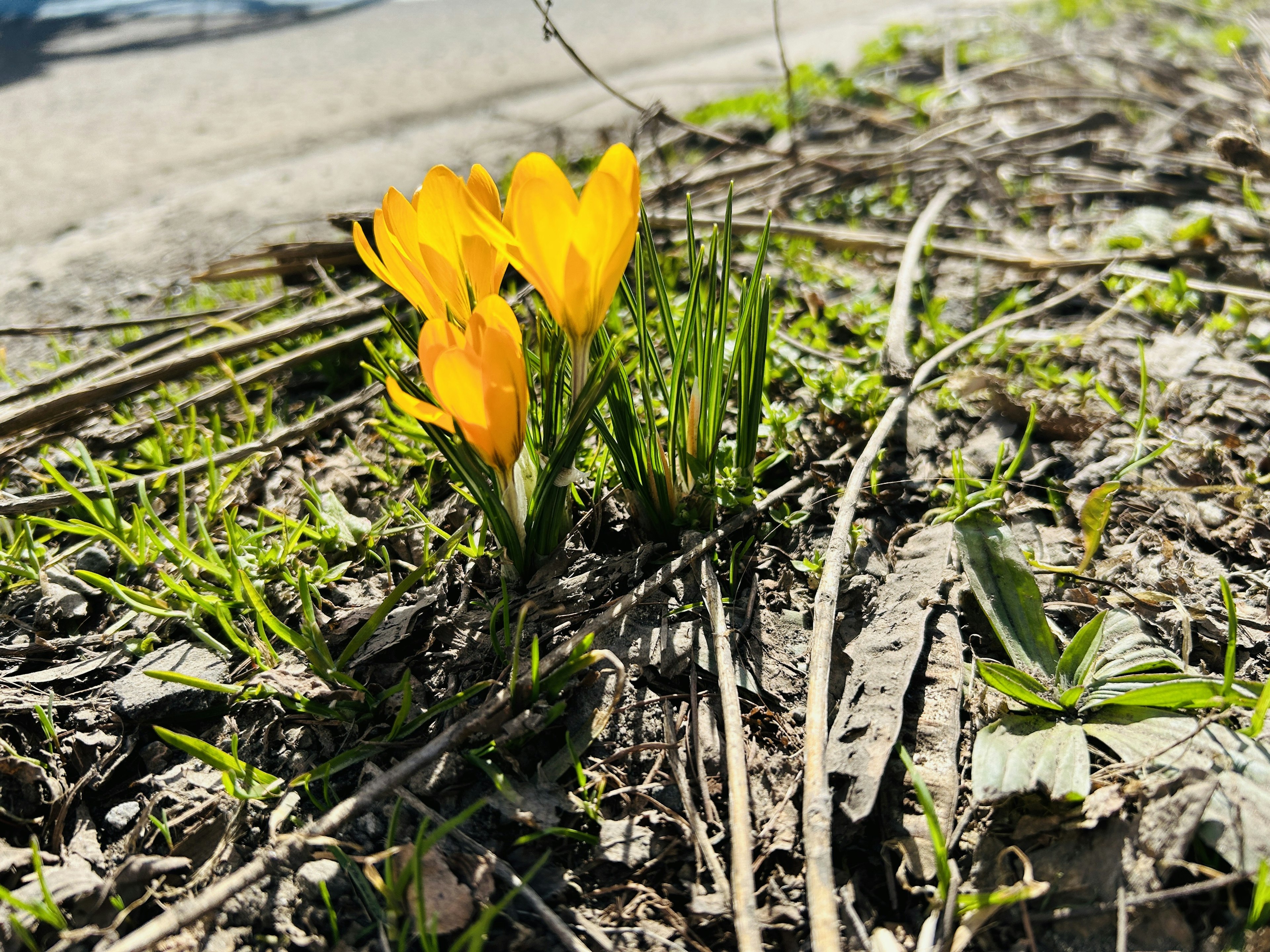 Gelbe Krokusse, die aus dem Boden herauskommen